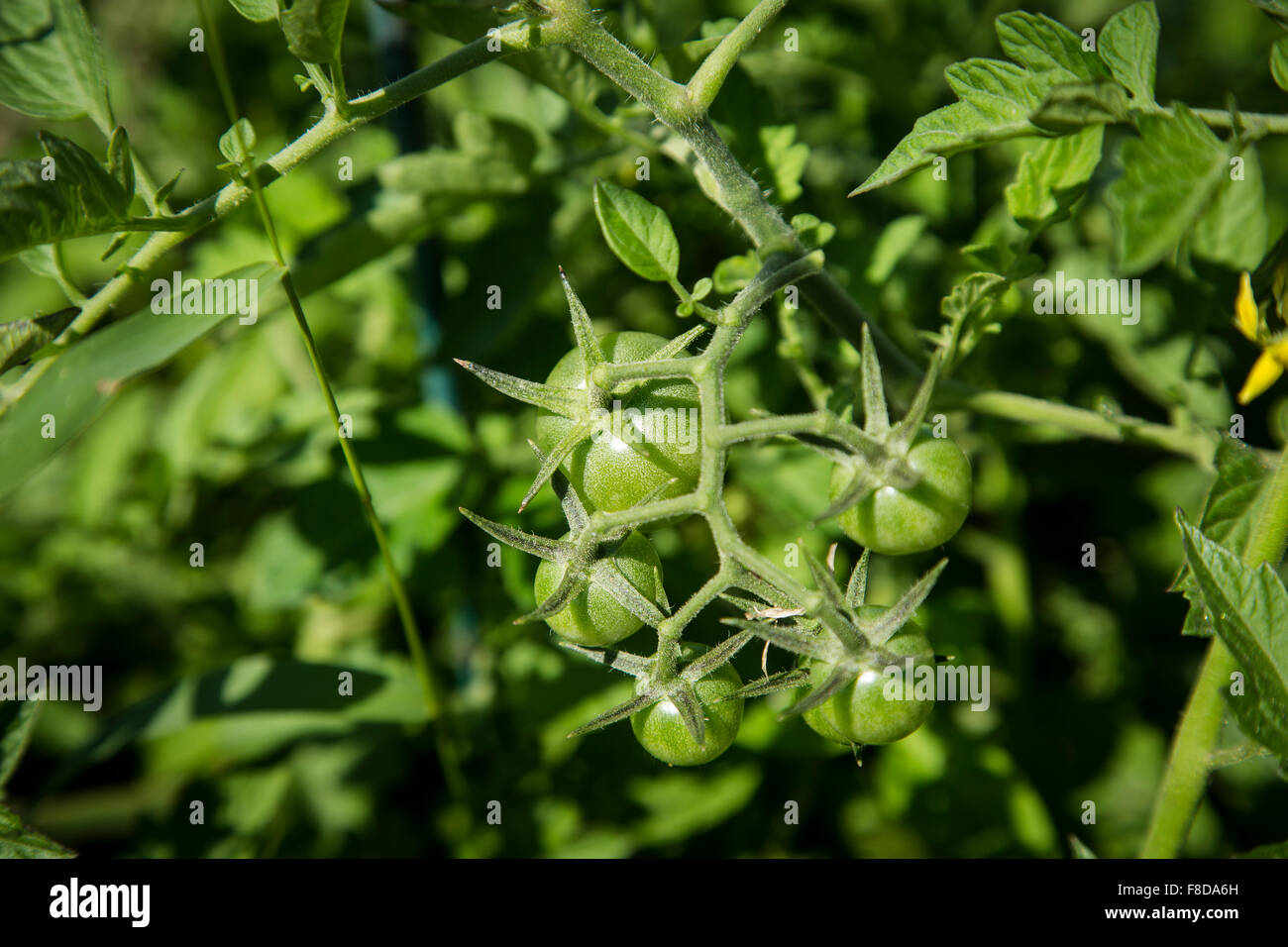 Les tomates vertes mûrissent sur un plant de tomate dans un jardin urbain. Banque D'Images