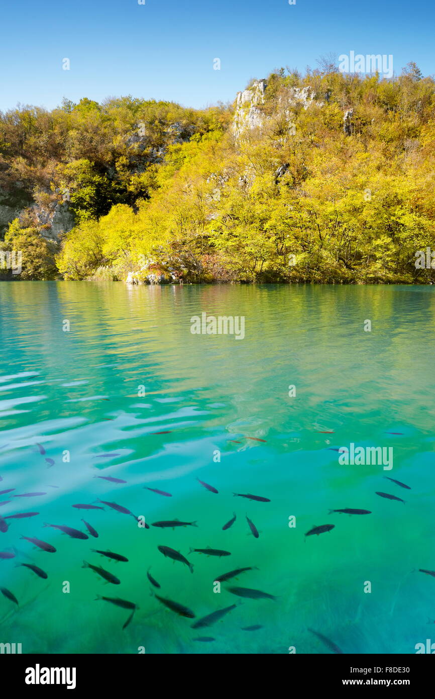 Nage du poisson dans le parc national des Lacs de Plitvice, Croatie, Europe, Banque D'Images