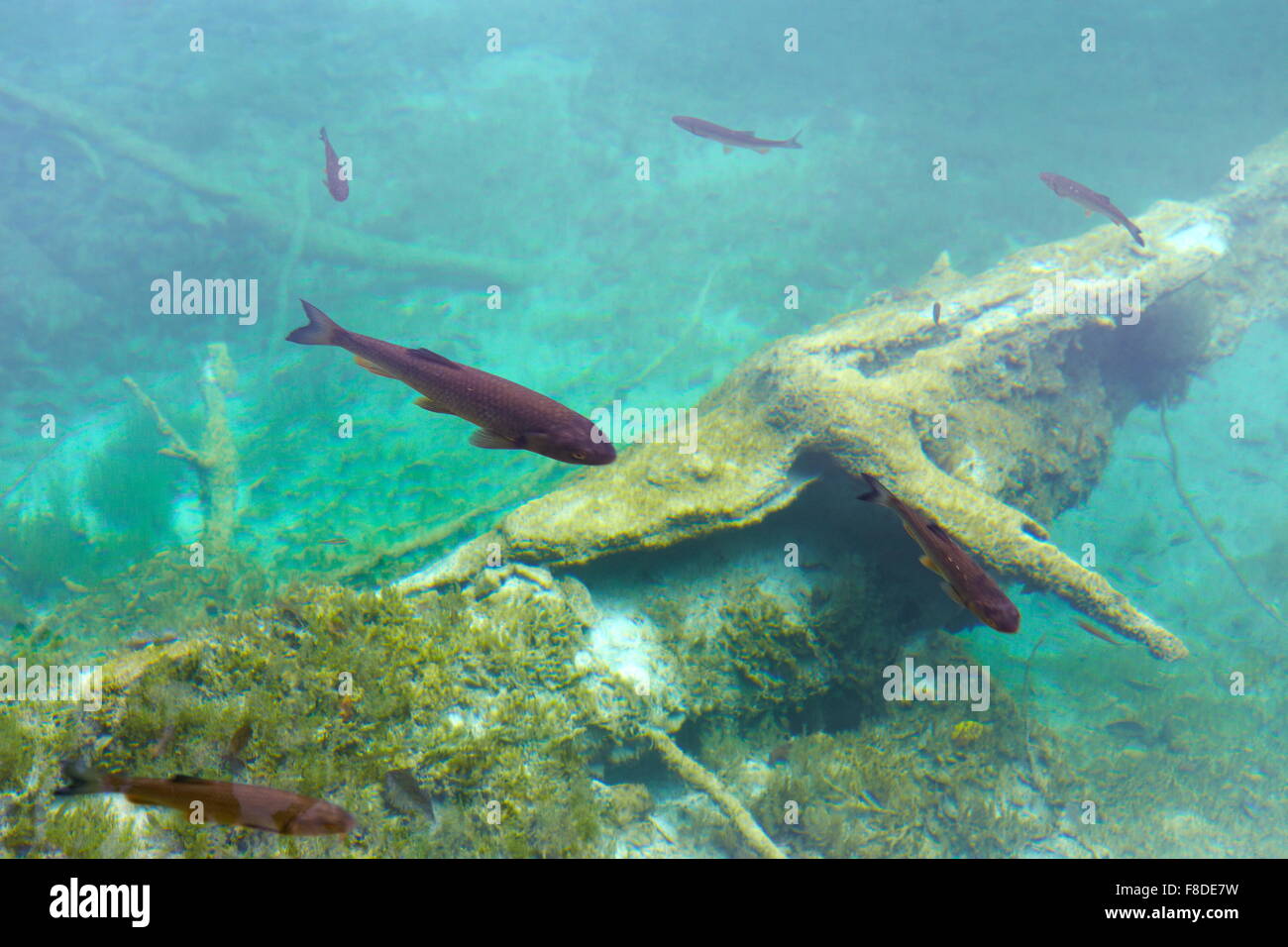 Nage du poisson dans le parc national des Lacs de Plitvice, Croatie, Europe, Banque D'Images