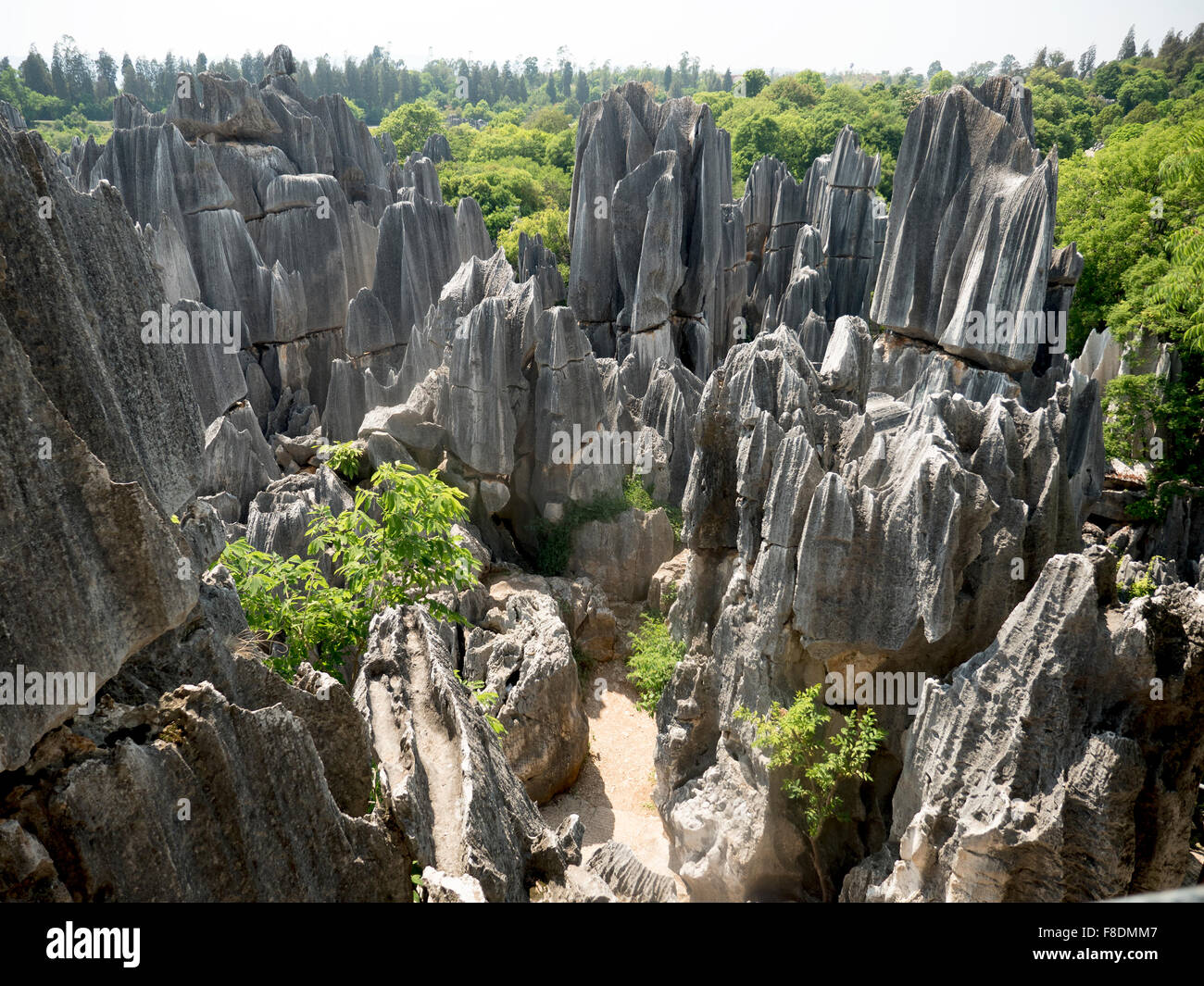 La forêt de pierre de Shilin, est un trait distinctif de l'eau calcaire érodé en Rock comté autonome Yi de Shilin Chine Yunnan Banque D'Images