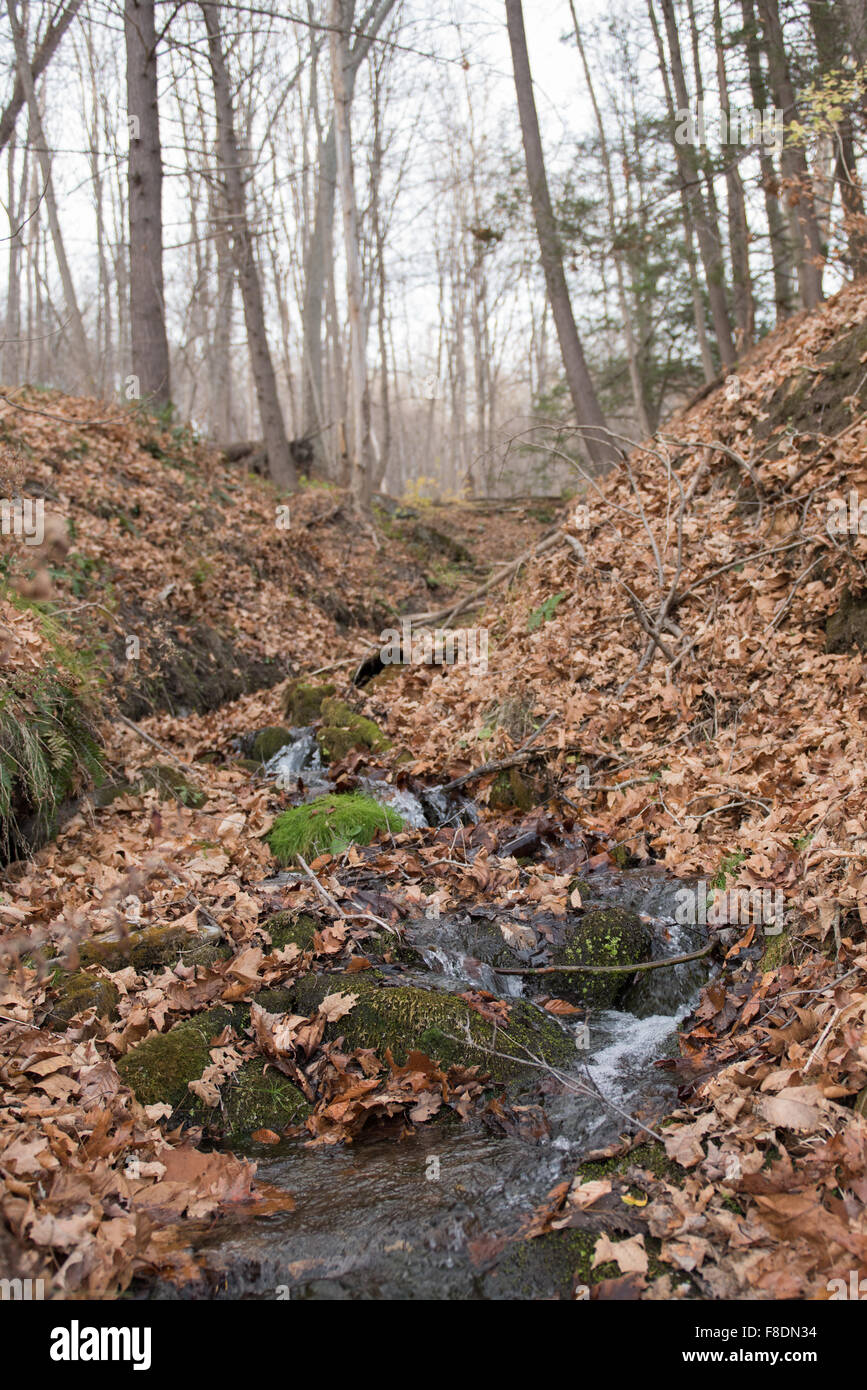 Cours d’eau forestier 1 Banque D'Images