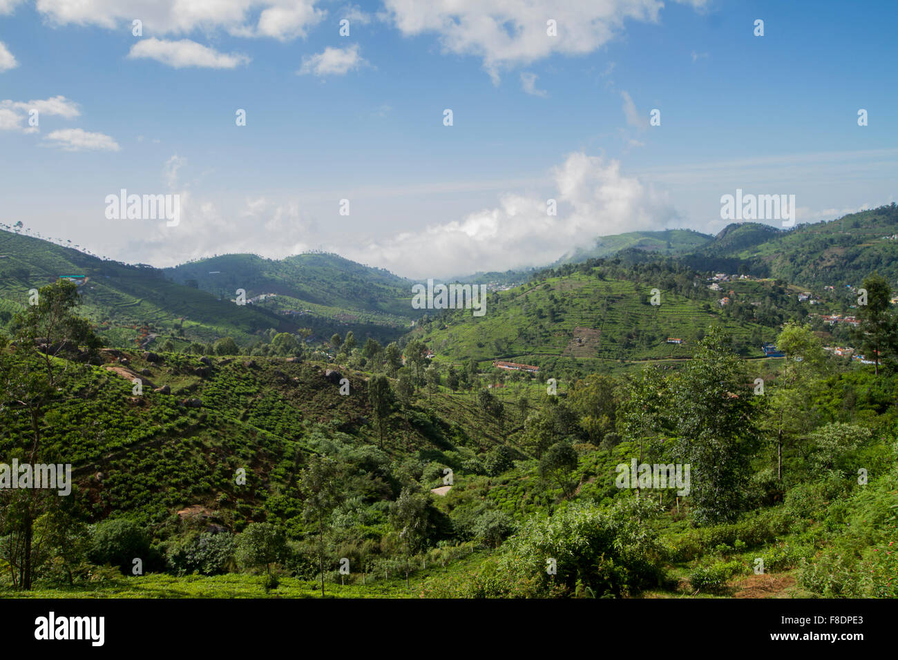 Dans les terres agricoles près de Ooty Nilgiris, Tamilnadu, Inde Banque D'Images