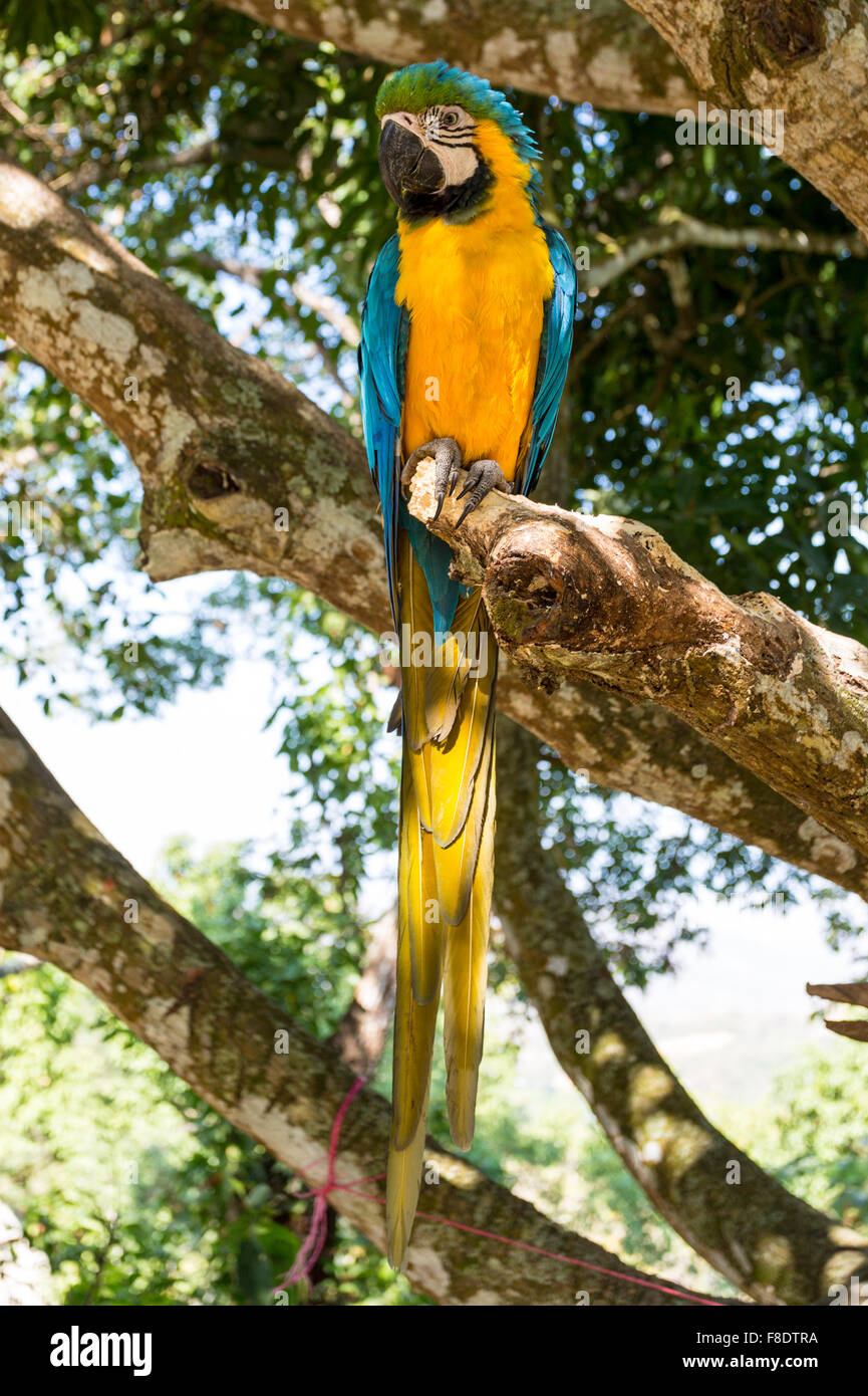 Blue Gold Macaw Parrot Banque D'Images