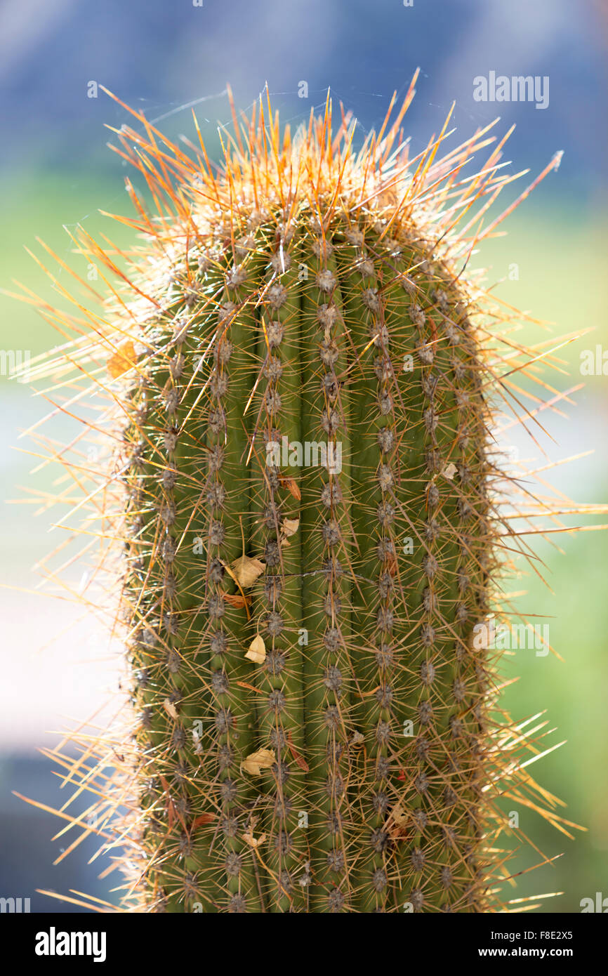 Gros plan du big cactus avec des clous Banque D'Images