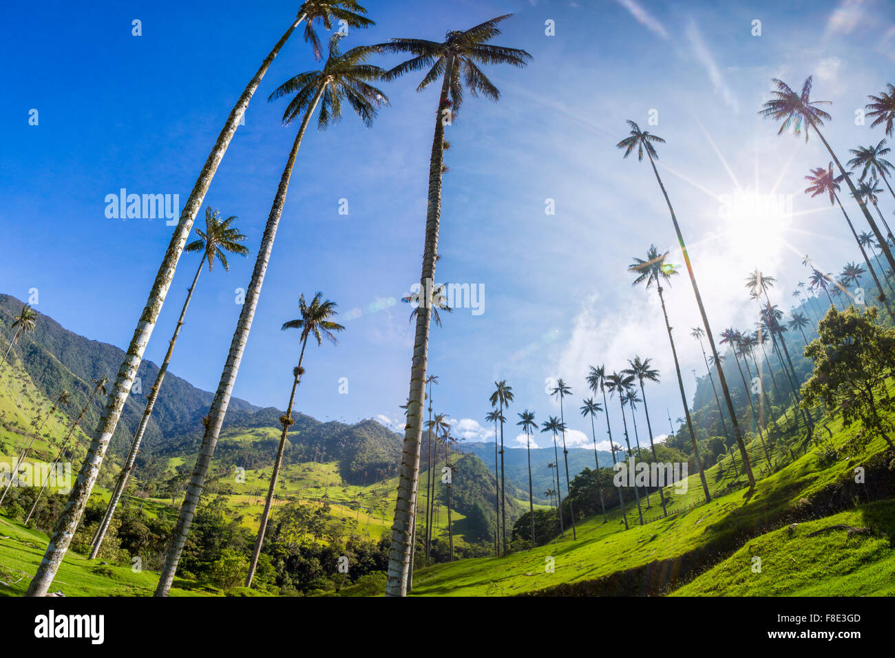 La vallée de Cocora avec palmiers de cire géant près de Salento, Colombie Banque D'Images