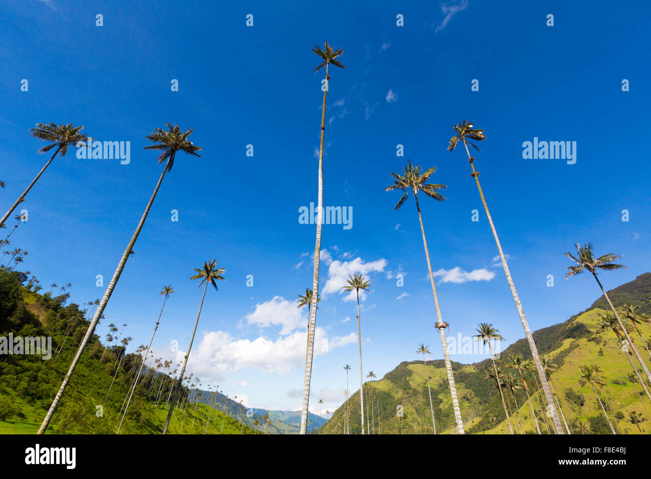 La vallée de Cocora près de Salento avec paysage enchanteur de pins et d'eucalyptus dominé par le fameux géant wax palms, claire b Banque D'Images