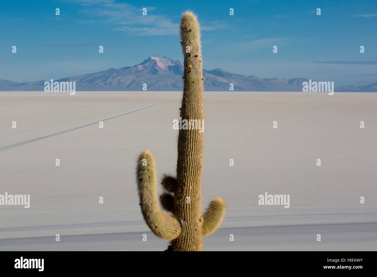 D'énormes cactus Trichoreus debout sur l'Isla Incahuasi (Isla del Pescado) au milieu de la plus grande plaine de sel Salar de Uyni Banque D'Images