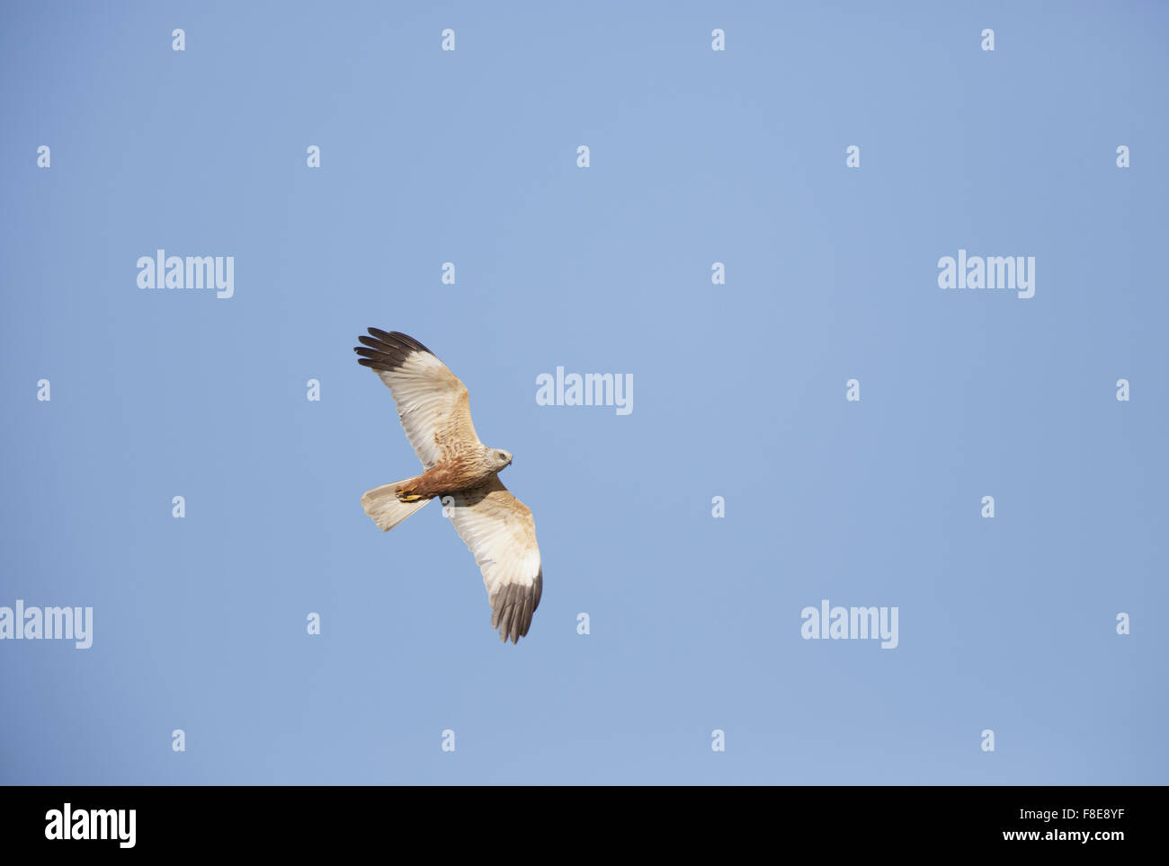Le busard mâle en vol à partir de ci-dessous montrant underwings Banque D'Images