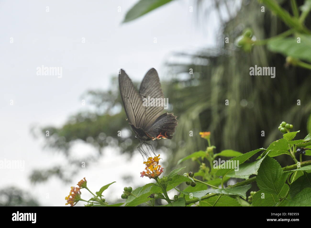 Scarlet Swallowtail butterfly, Flores, Indonésie, Asie Banque D'Images