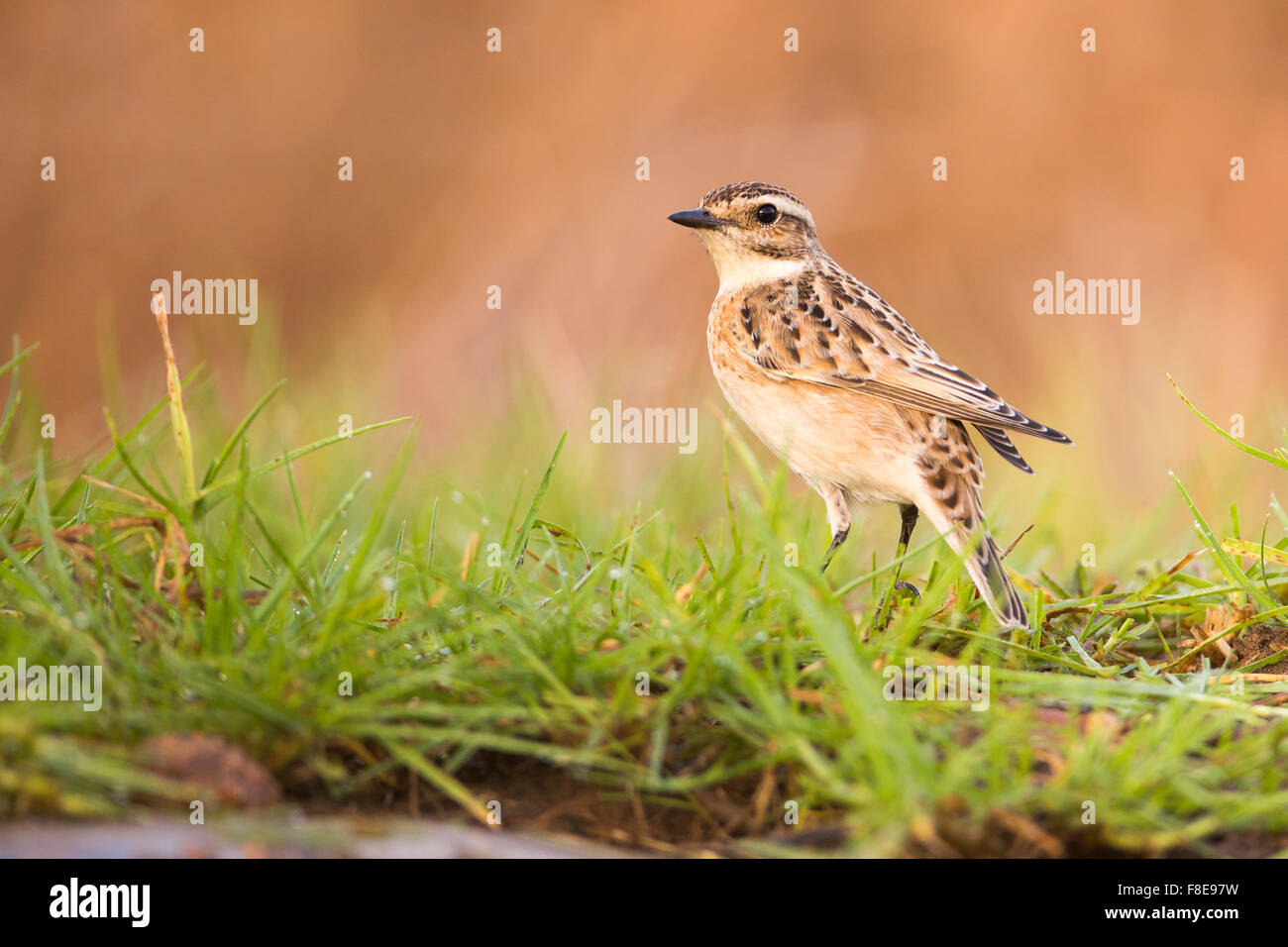 (Saxicola rubetra Whinchat femelle) d'un petit passereau migrateur qui se reproduit en Europe et l'Asie occidentale et les hivers en Afrique Banque D'Images