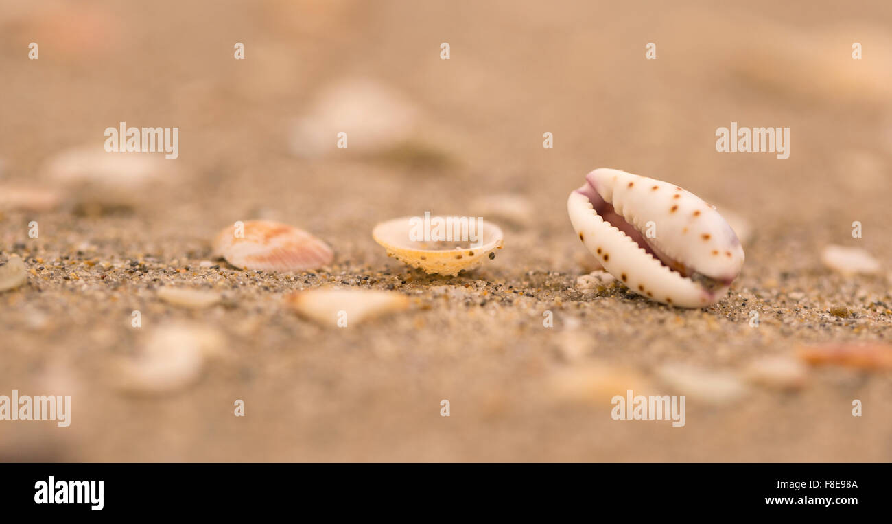 En forme de bouche d'un coquillage Lamellaria limace de mer sur la plage photographié sur la mer Méditerranée, Israël Banque D'Images