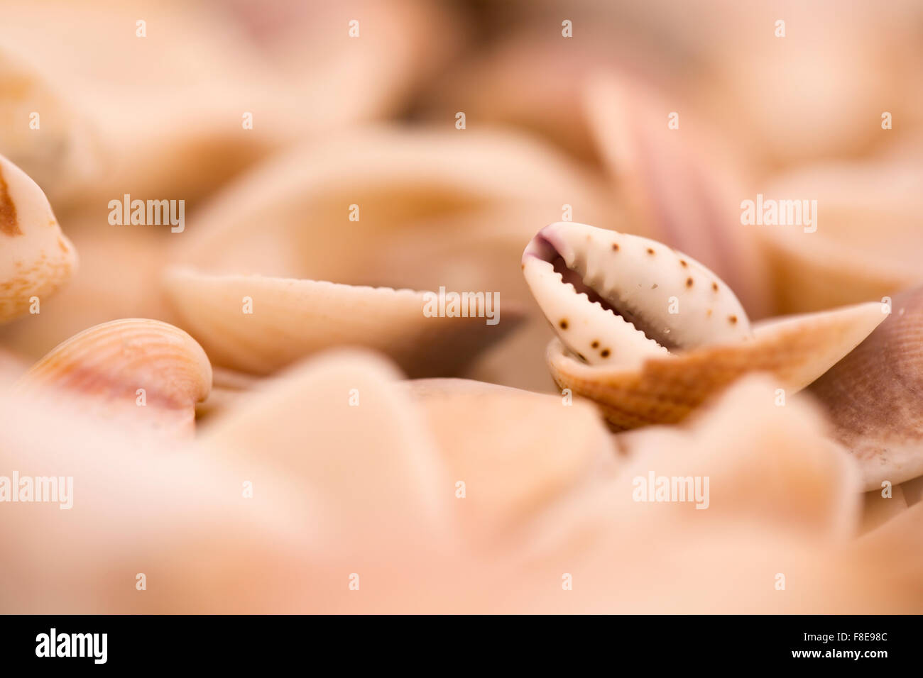 En forme de bouche d'un coquillage Lamellaria limace de mer sur la plage photographié sur la mer Méditerranée, Israël Banque D'Images