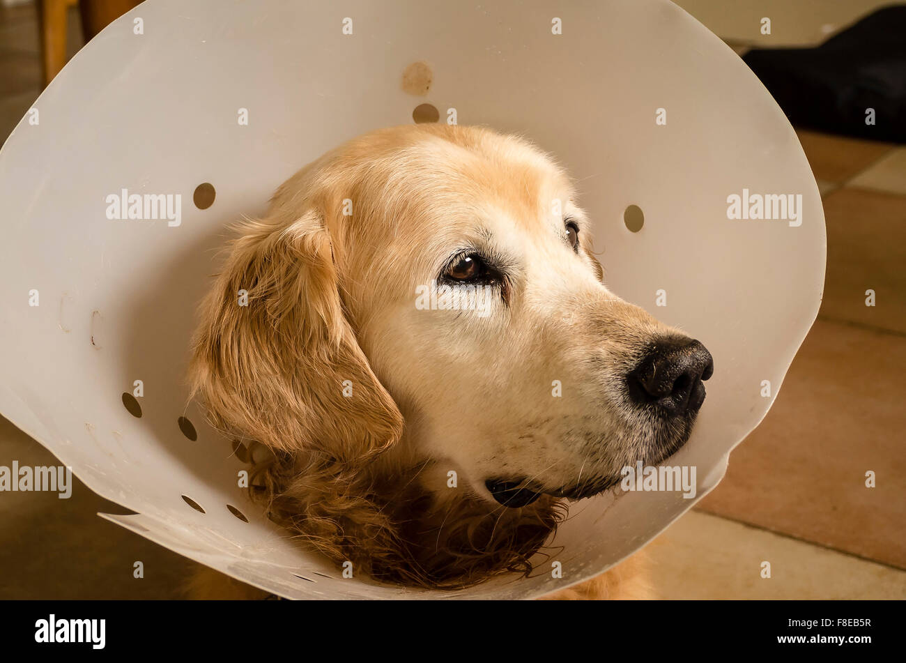 Golden retriever dog wearing a col chirurgical après opération abdominale Banque D'Images