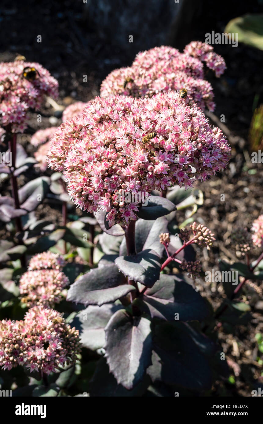 Sedum Matrona en fleur Septembre UK Banque D'Images