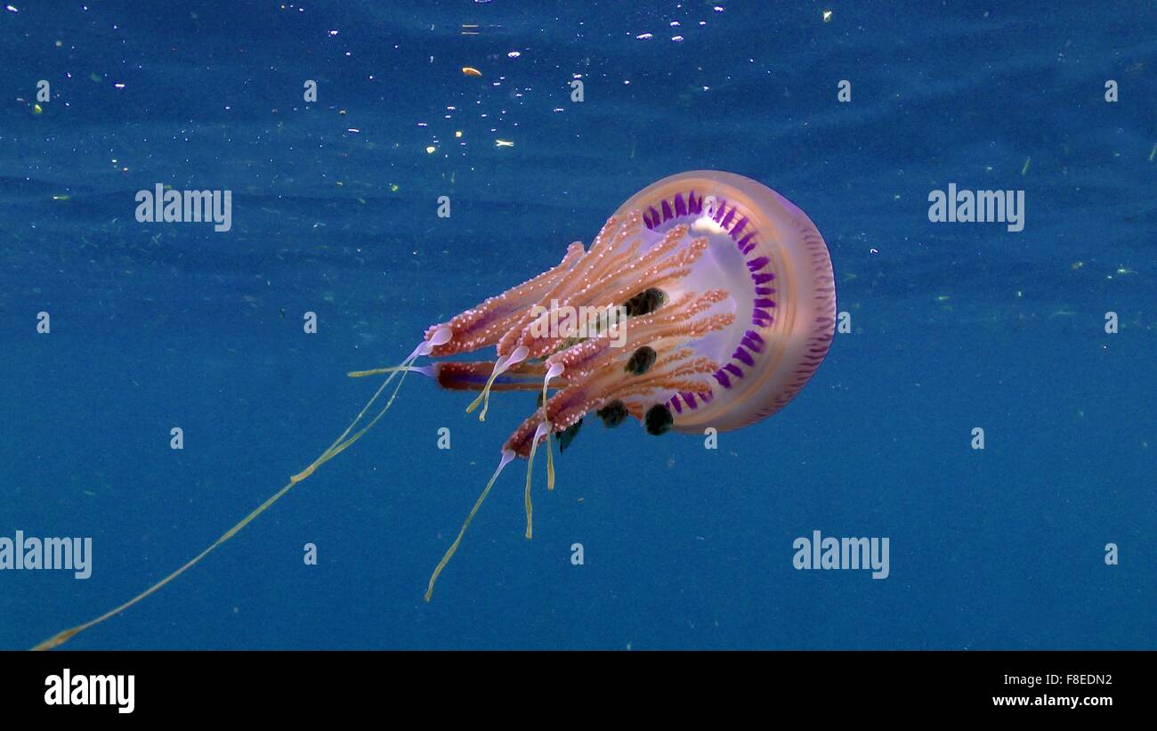 Les Méduses (Thysanostoma rose) avec de petits poissons (le chinchard) Banque D'Images