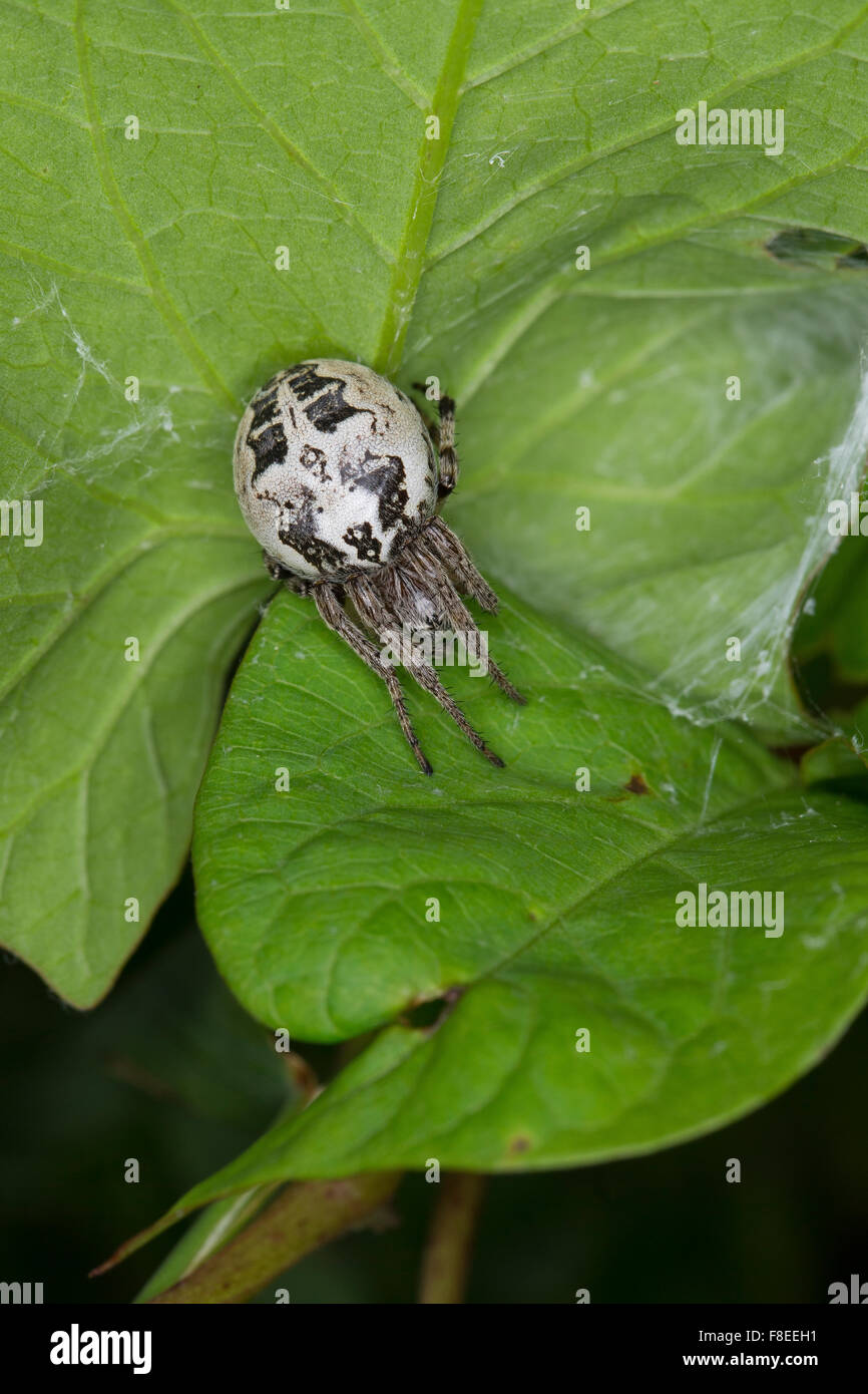 Sillon Sillon Orbweaver Spider, Spider, Schilfradspinne Schildkreuzspinne Larinioides cornutus,,, Araneus cornutus Banque D'Images