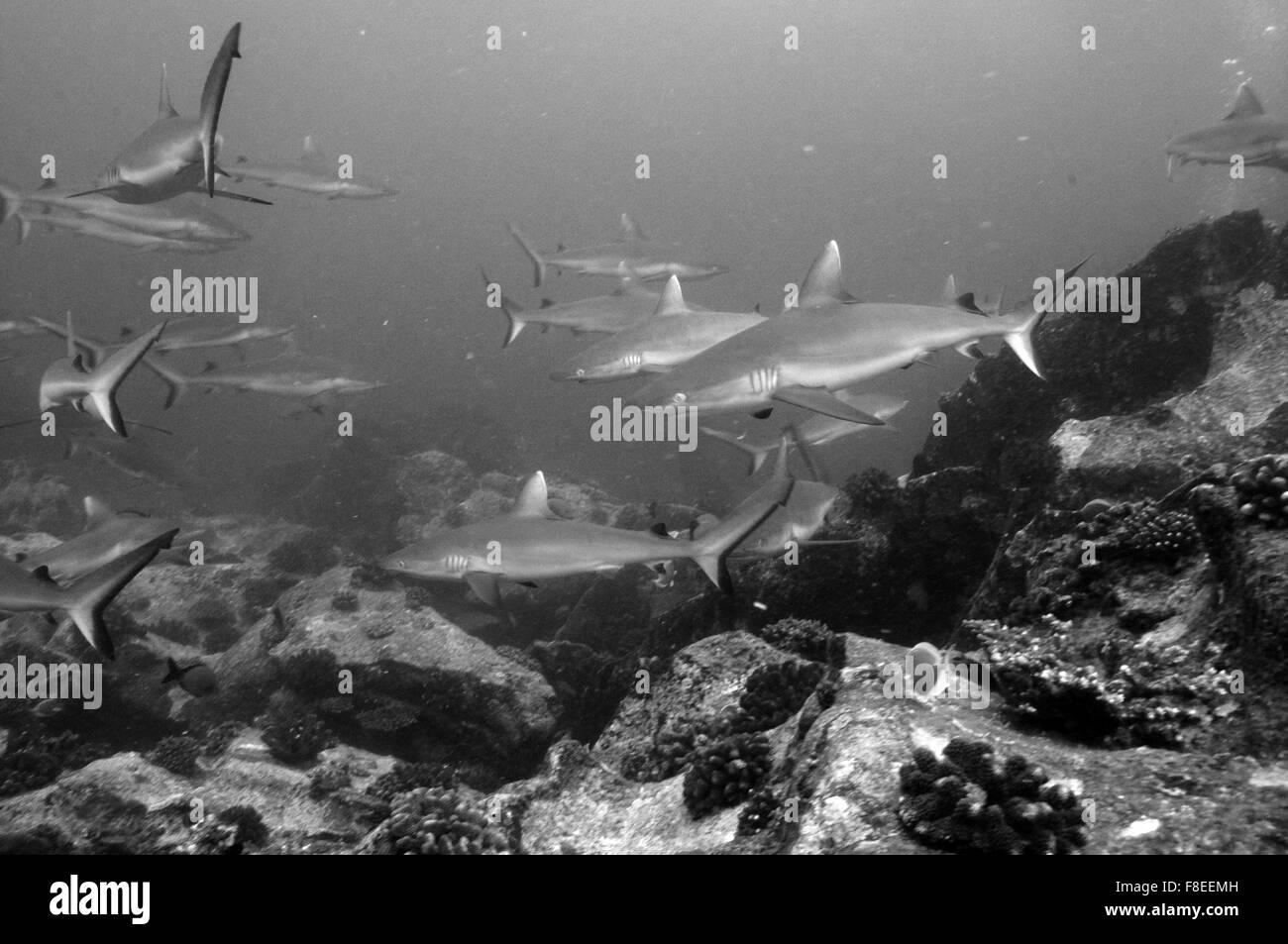Les requins gris de récif (Carcharhinus amblyrhynchos) Nager dans les roches temple de Marianne Island aux Seychelles. Le noir et blanc Banque D'Images