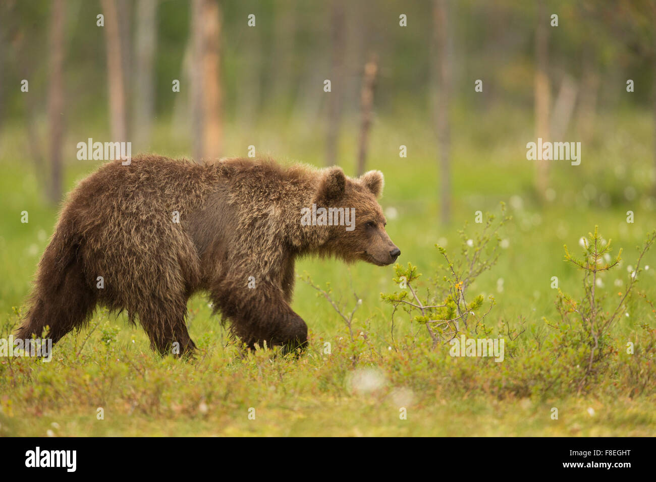 L'ours brun (Ursus arctos arctos) adulte, la Finlande. Banque D'Images