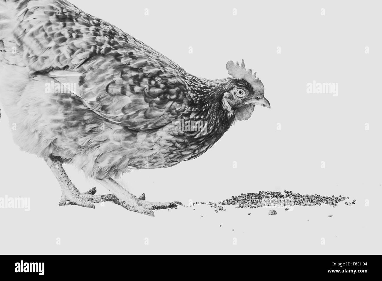 Photo en noir et blanc est poule picorant le grain sur le sol de whitey Banque D'Images