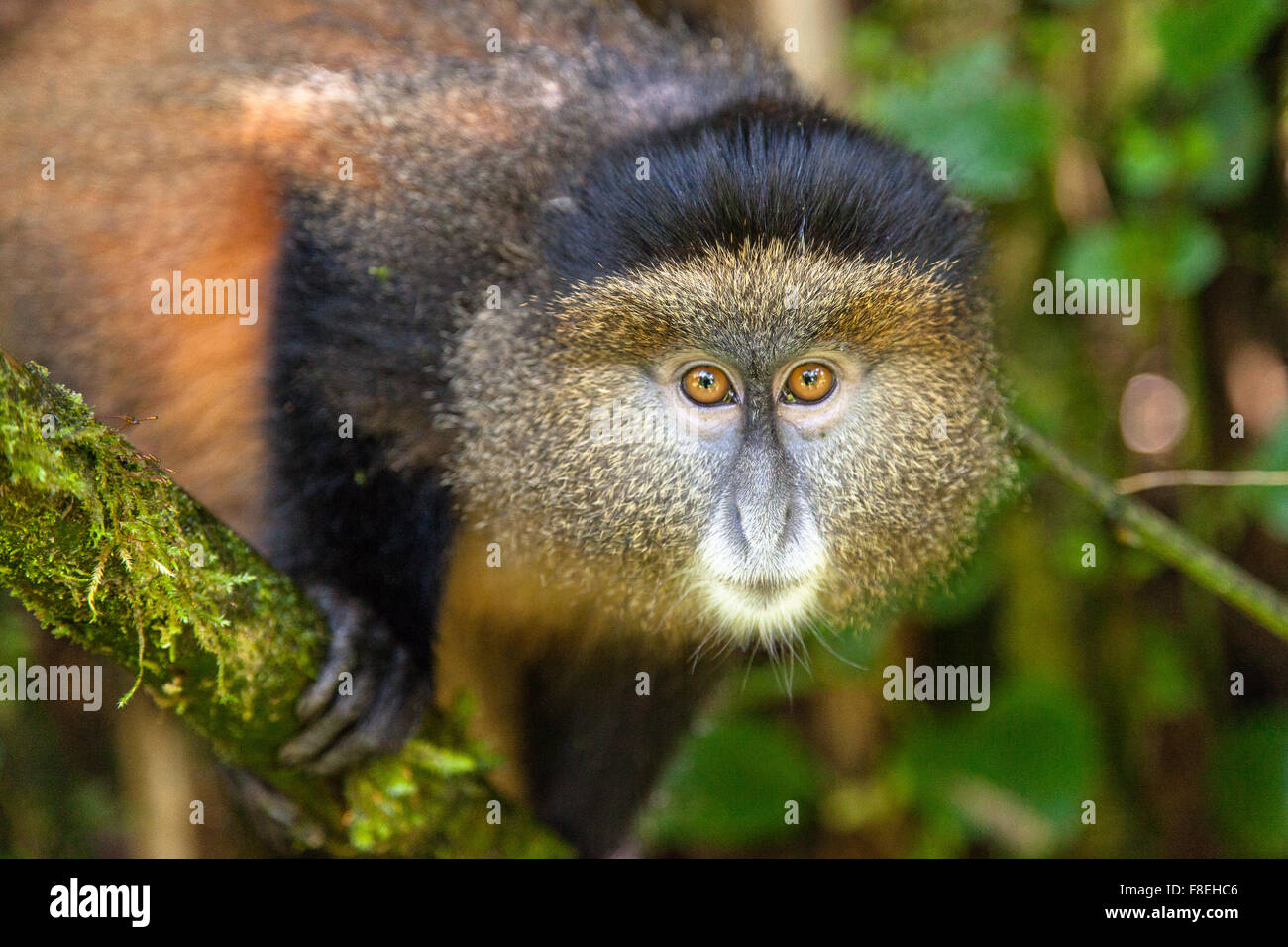 Un curieux golden monkey à la recherche dans l'appareil photo Banque D'Images