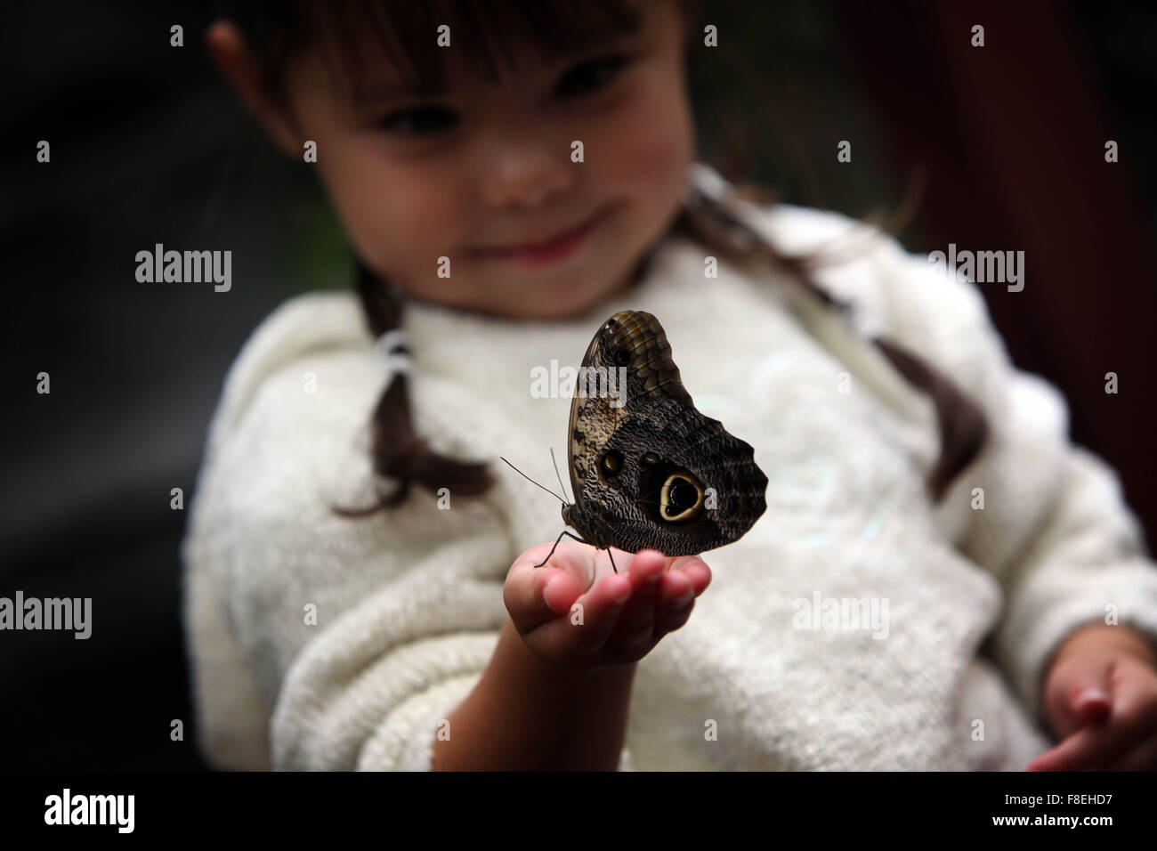 Les papillons au monde animal , Moss Bank Park , Bolton. Fille avec le géant papillon Hibou Caligo ( Euriolochus ) Banque D'Images