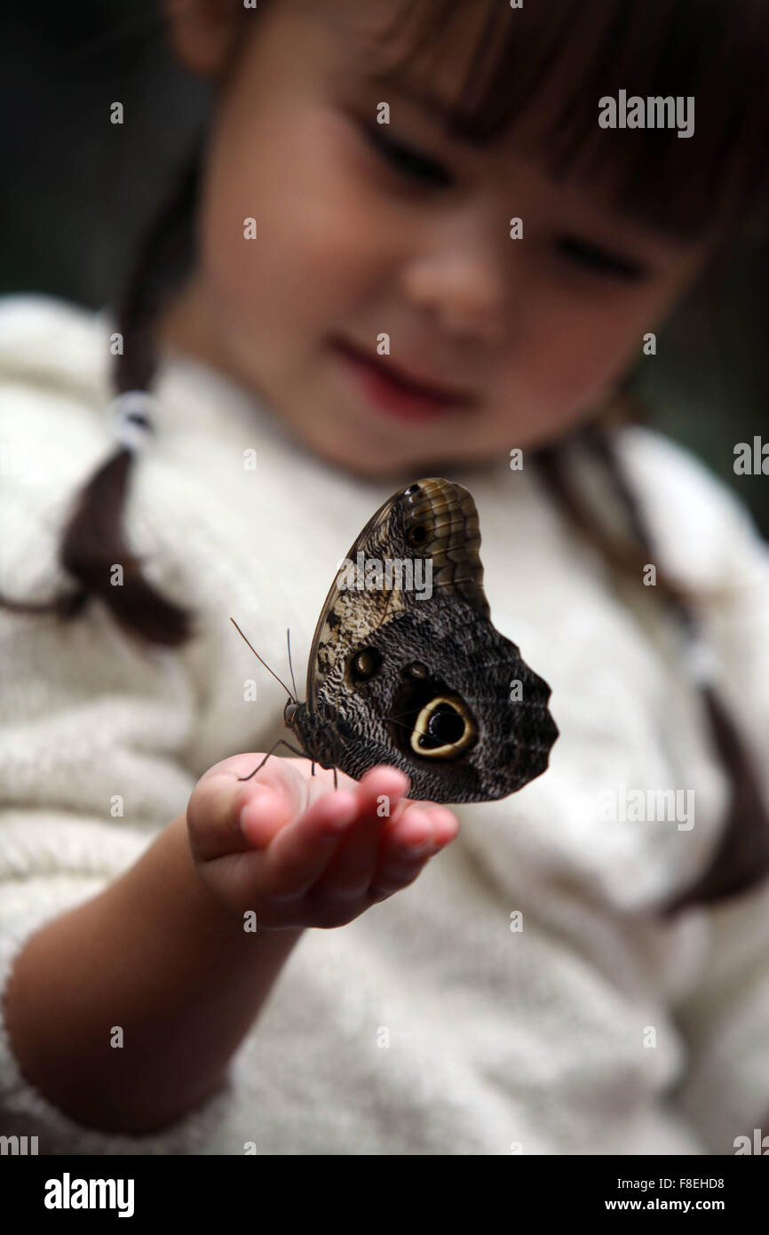 Les papillons au monde animal , Moss Bank Park , Bolton. Fille avec le géant papillon Hibou Caligo ( Euriolochus ) Banque D'Images