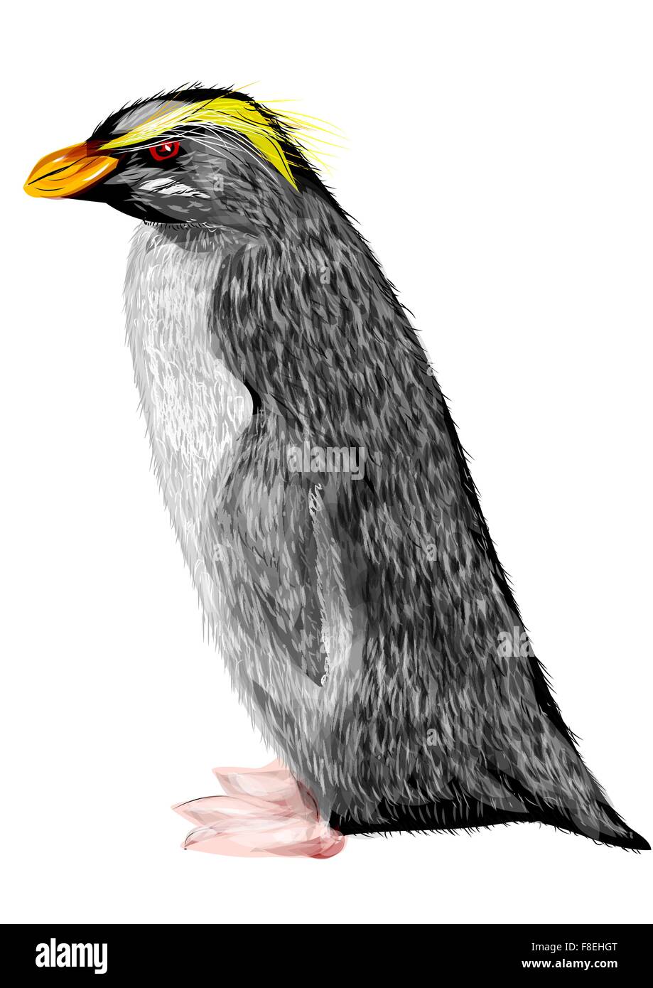 Fiordland crested penguin Illustration de Vecteur