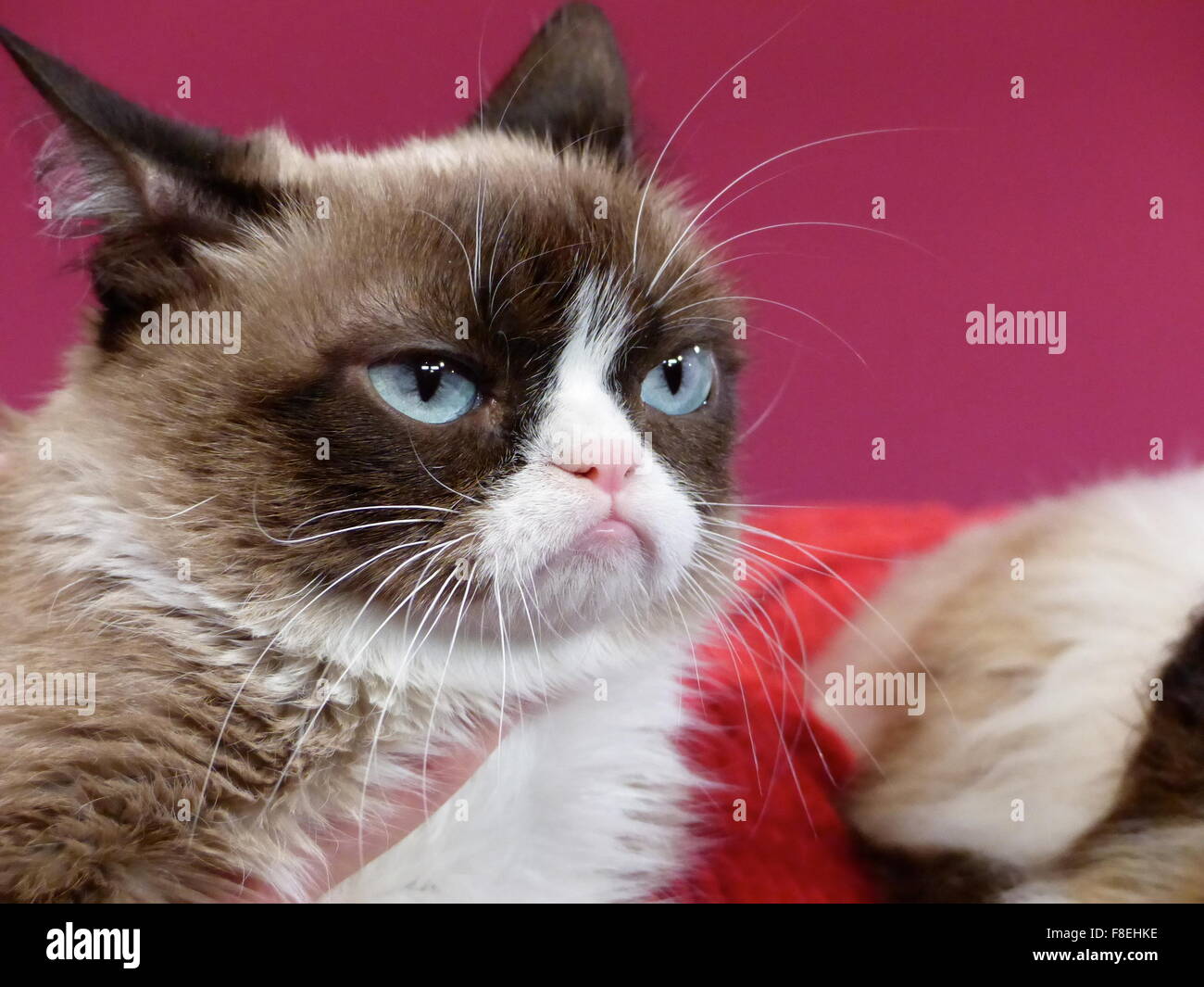 San Francisco, Californie, USA. Le 08 déc, 2015. Les trois ans de chat de maison 'Grumpy Cat' est soutenue par Tabatha Bundesen propriétaire à côté de sa nouvelle réplique faites de fibre de verre, silicium, et des faux cheveux, qui vient d'être présenté en musée de cire Madame Tussaud's à San Francisco, Californie, USA, 08 décembre 2015. Photo : BARBARA MUNKER/dpa/Alamy Live News Banque D'Images