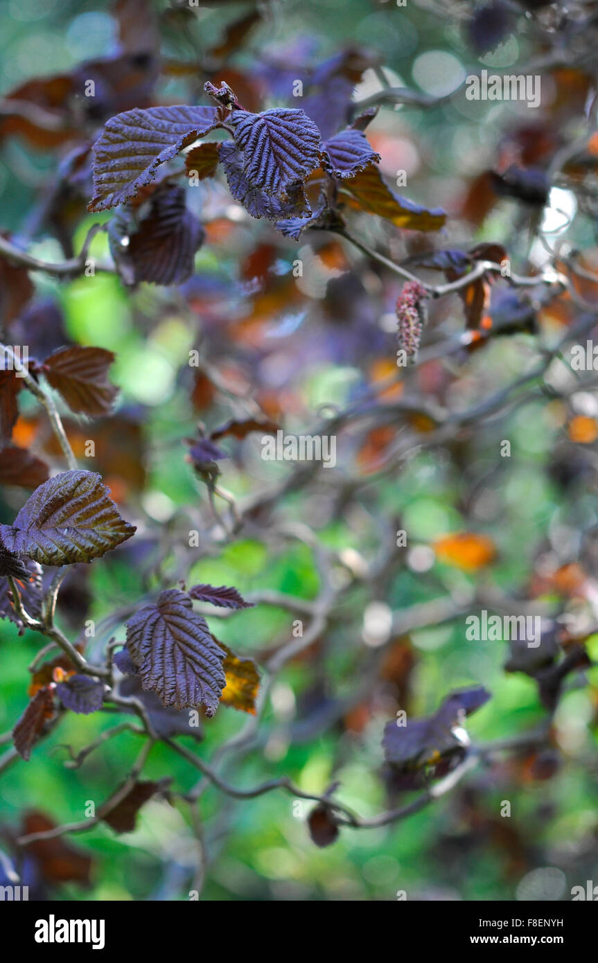Close up of a Corylus avellana contorta purpurea avec feuilles pourpres et inhabituelles. branches bendy Banque D'Images