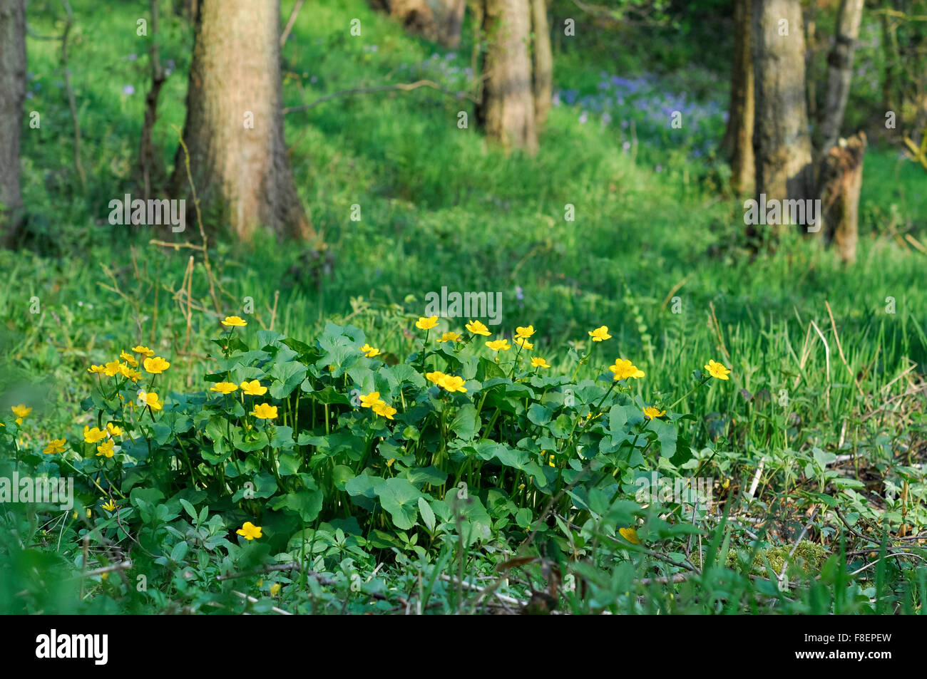 Le Populage des marais (Caltha palustris) floraison dans une forêt anglaise au printemps. Banque D'Images