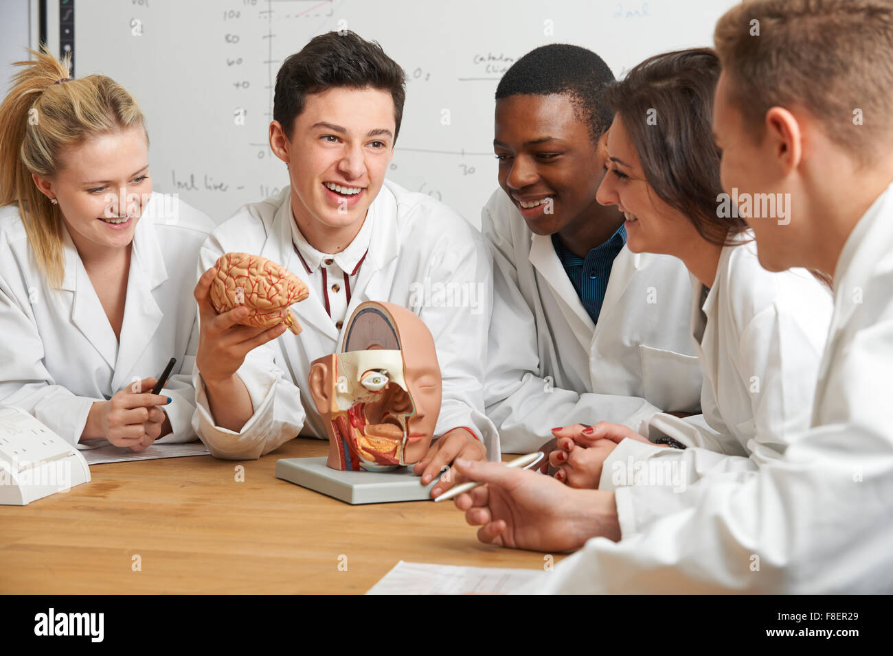 Groupe d'étudiants à la recherche en biologie au cerveau Modèle Class Banque D'Images