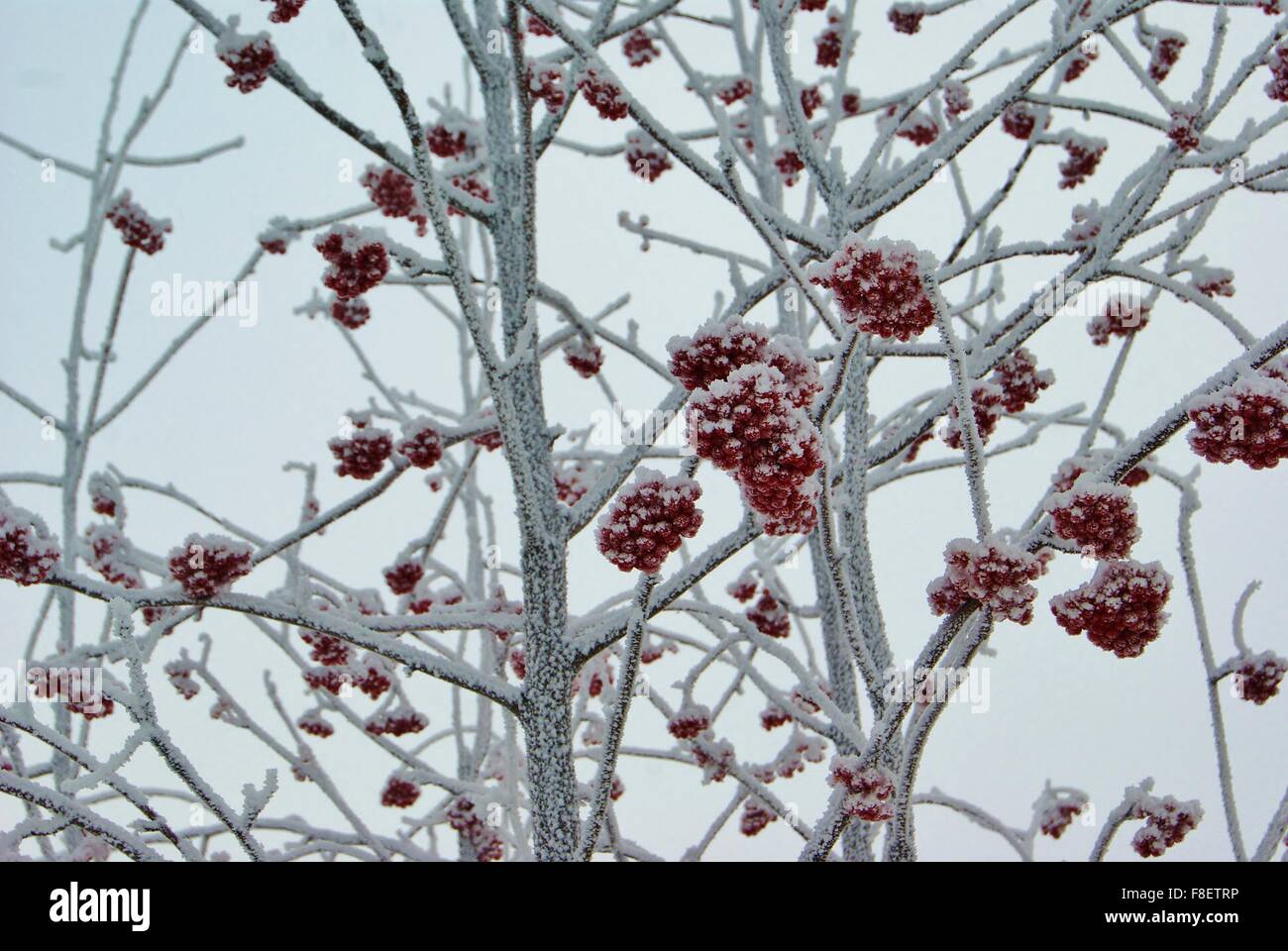 Rowan berry rouge gelés en vertu de l'arbre Givre blanc Sorbus froide journée d'hiver Banque D'Images