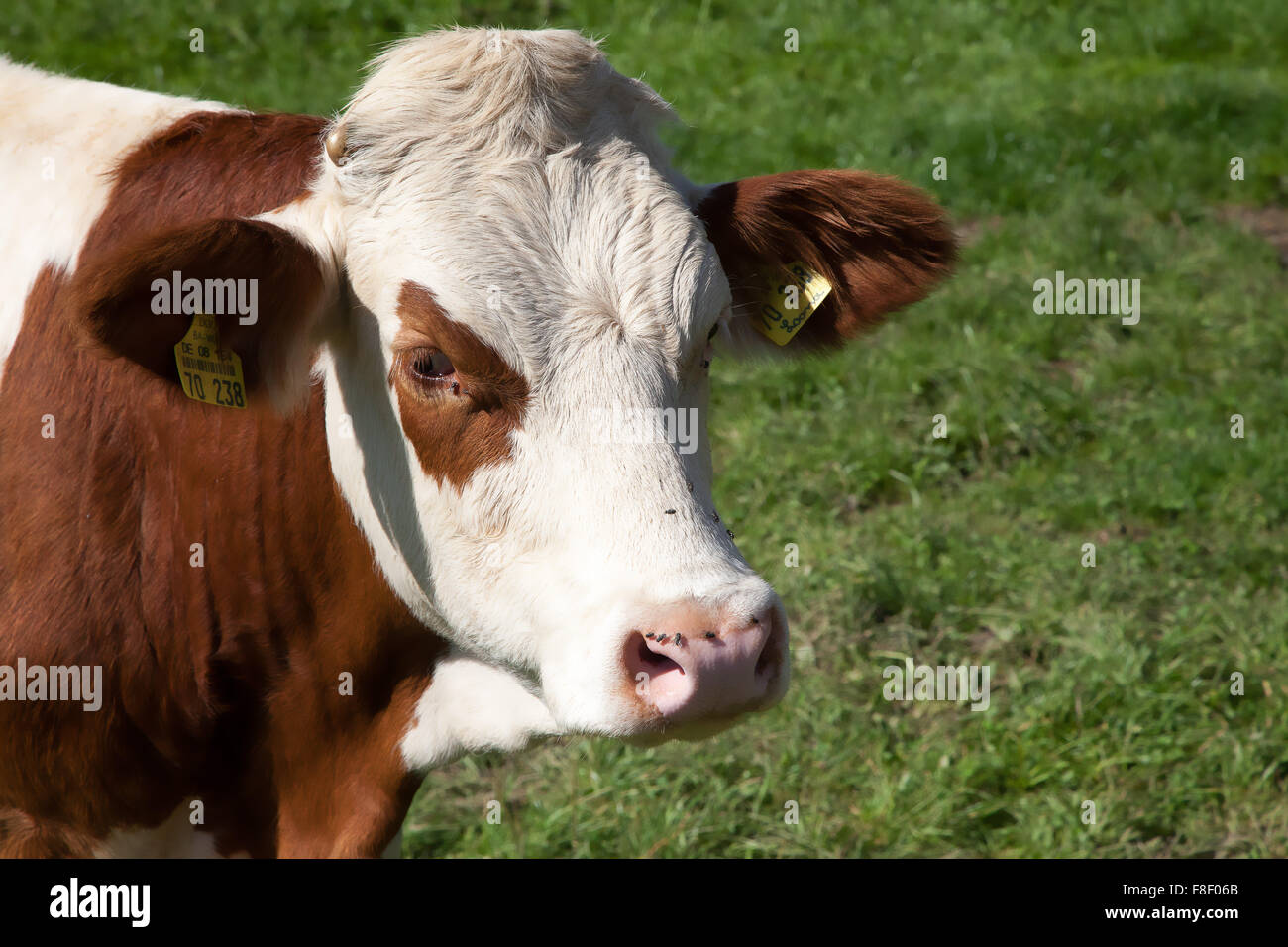 Bull close-up, de l'Allemagne du Sud. Banque D'Images