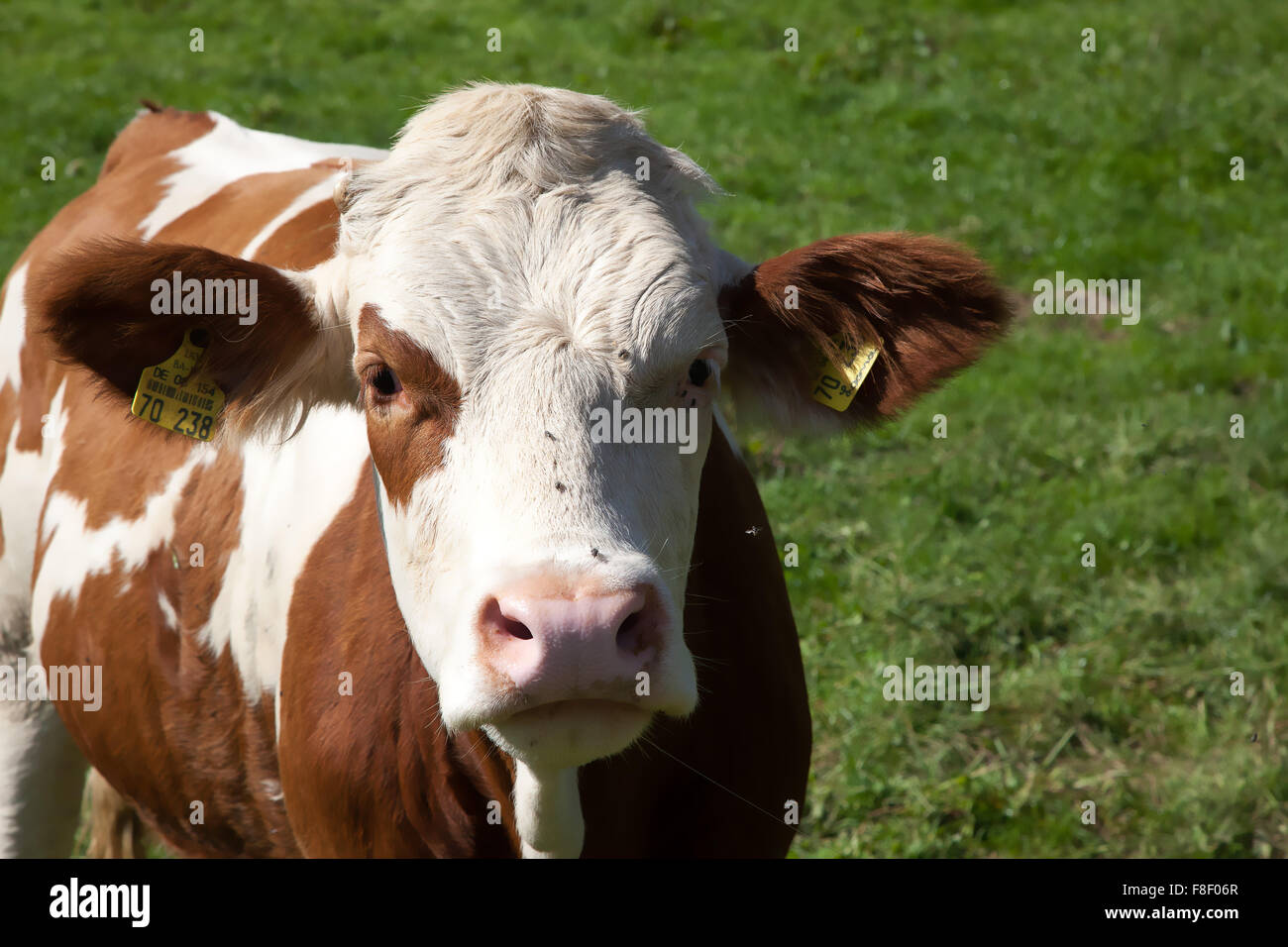Bull close-up, de l'Allemagne du Sud. Banque D'Images