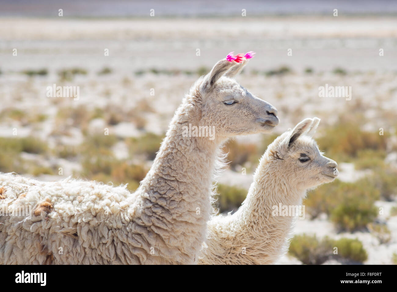 Couple de lamas sur les hauts plateaux andins de Bolivie. Des profils avec bébé animal. Vue côté téléobjectif. Banque D'Images