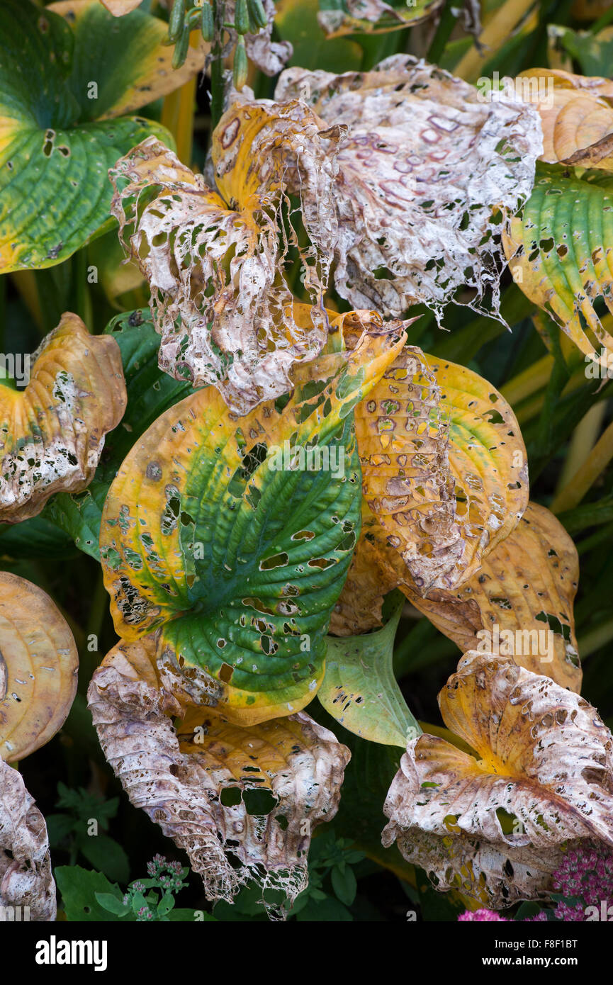 Hosta sieboldiana elegans. Slug, snail et de décroissance de dommages aux feuilles en automne Banque D'Images