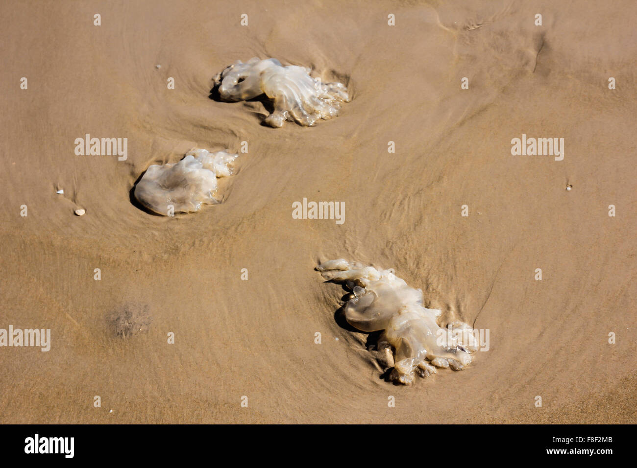 Les méduses mortes sur la plage Banque D'Images