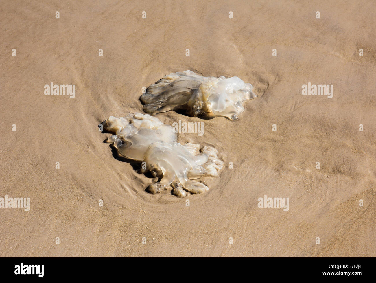 Les méduses mortes sur la plage Banque D'Images