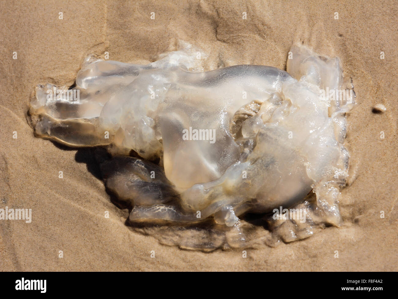 Les méduses mortes sur la plage Banque D'Images
