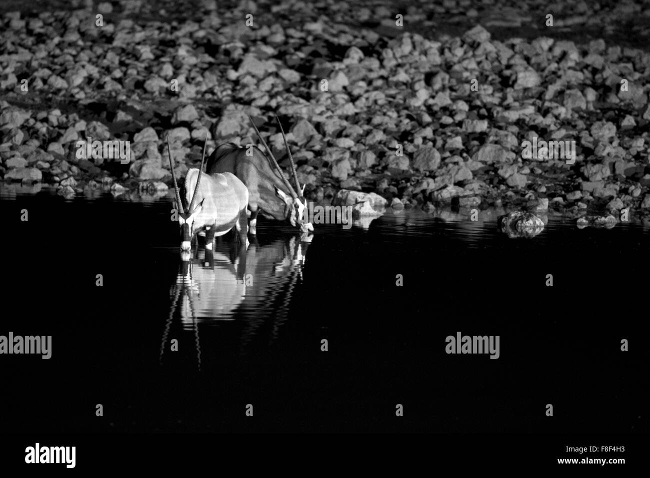 Deux oryx soif l'eau potable à la point d'Okaukuejo, Etosha National Park, Namibie Banque D'Images