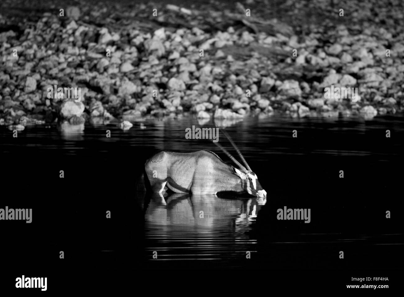 Une soif de l'eau potable à l'oryx waterhole Okaukuejo, Etosha National Park, Namibie Banque D'Images