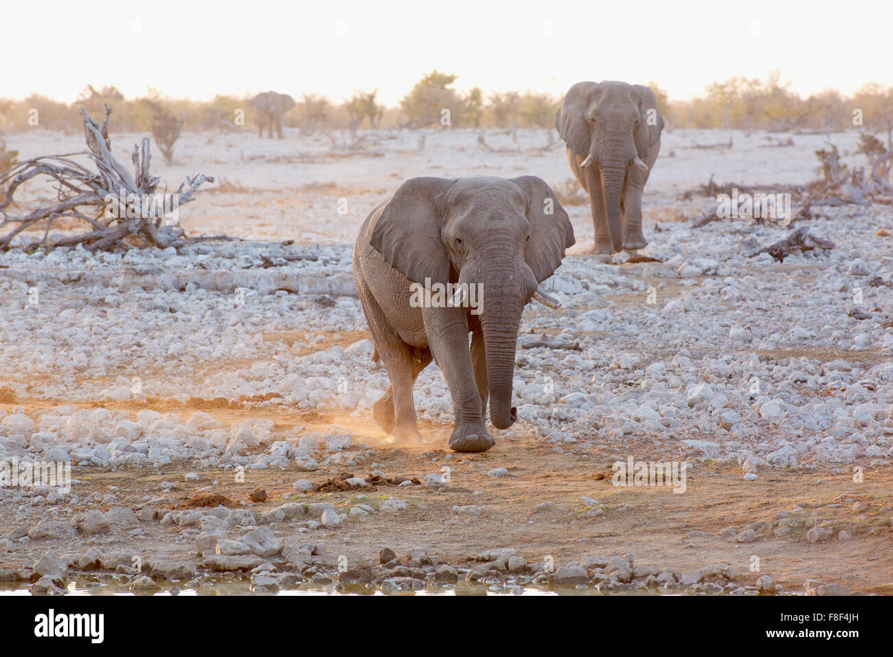 Deux éléphants assoiffés d'exécution jusqu'à la point d'Okaukuejo pour étancher leur soif, Etosha National Park, Namibie. Banque D'Images