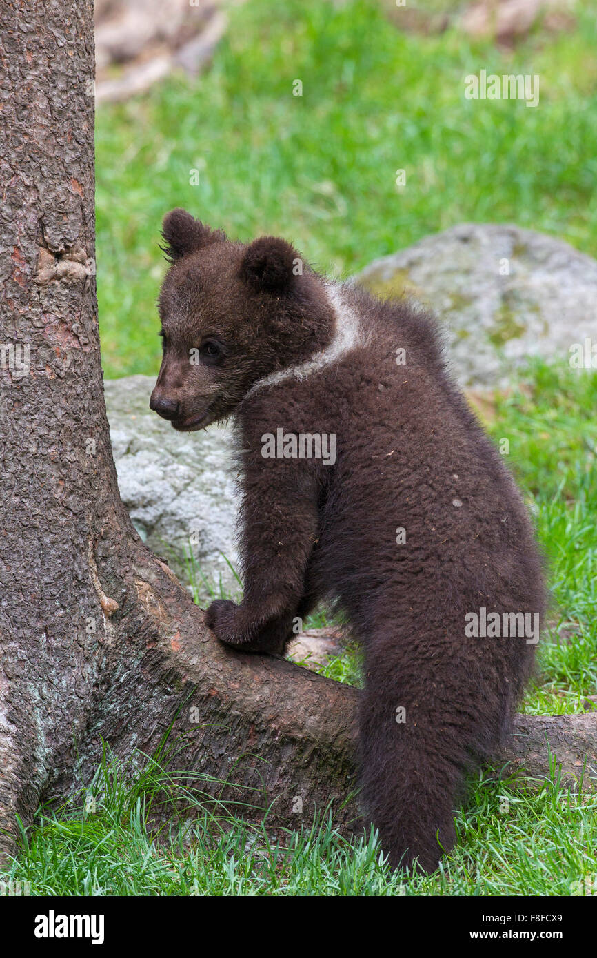 Ours brun (Ursus arctos) cub comité permanent à la base de l'arbre Banque D'Images