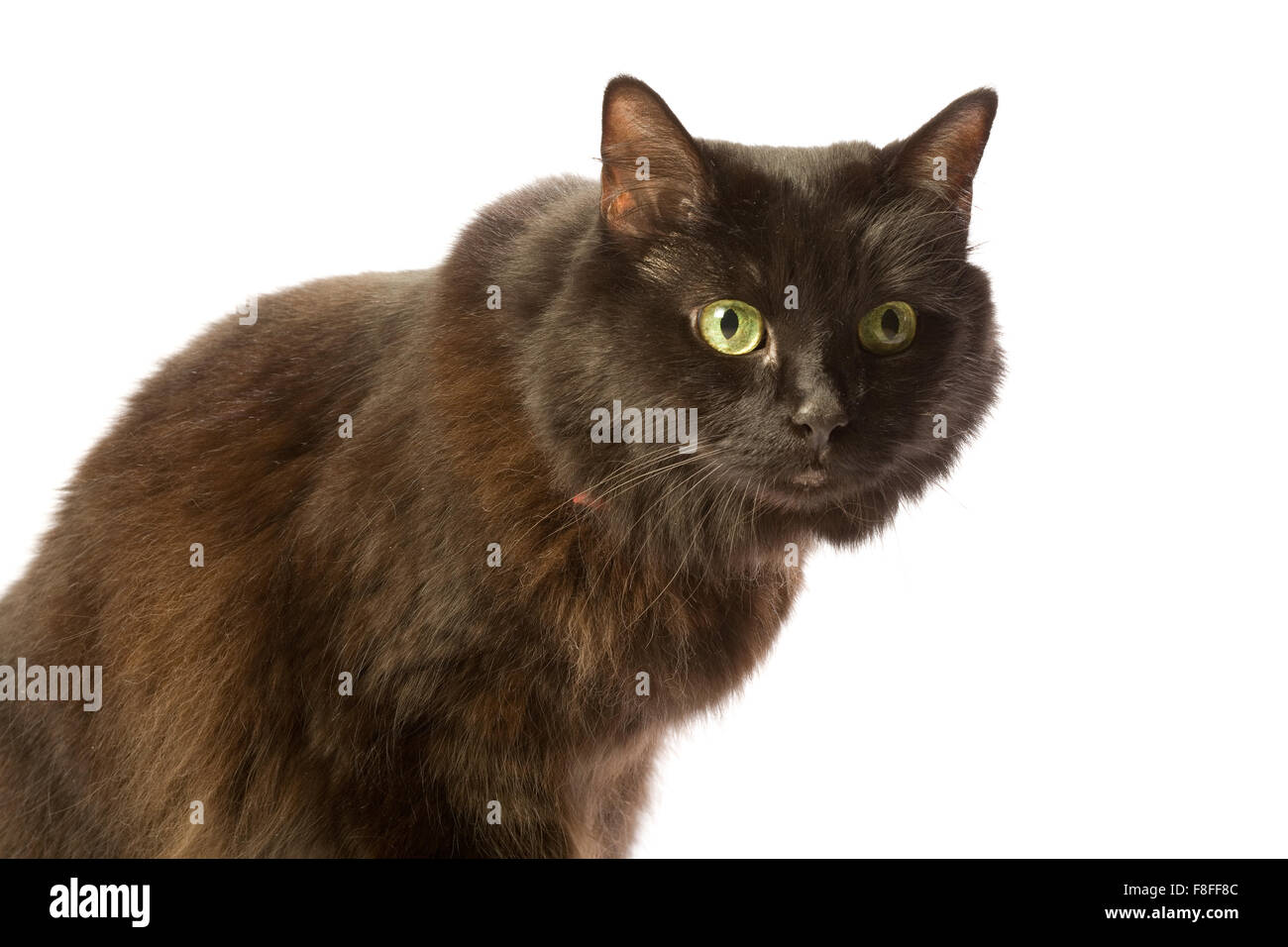 Chat brun noir avec des yeux verts et rouges collier. Banque D'Images