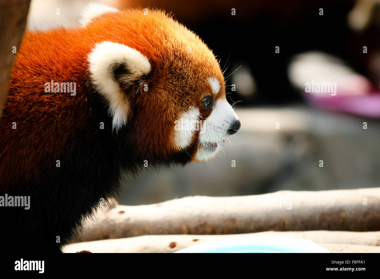 Mignon petit panda Banque D'Images