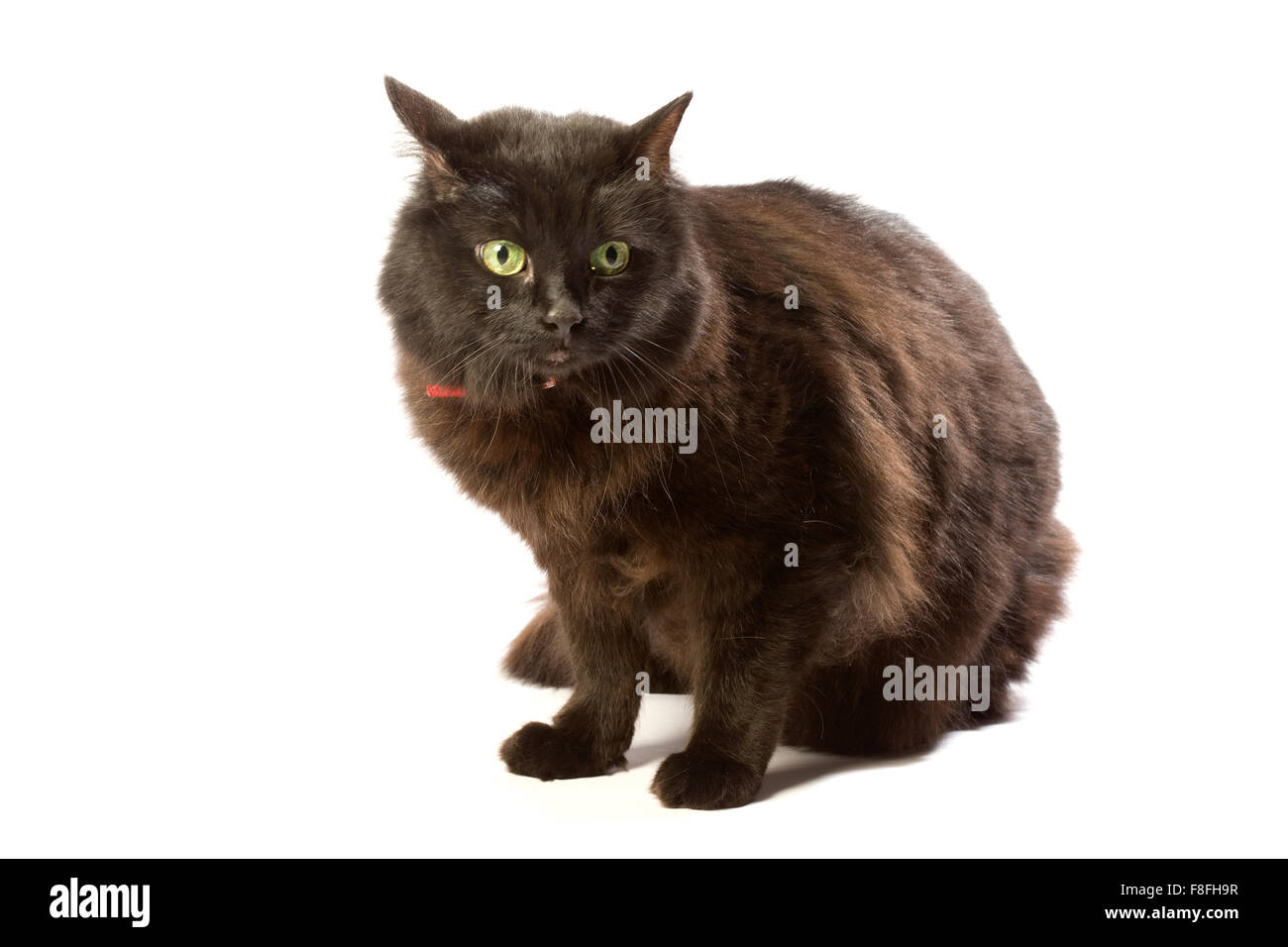 Chat brun noir avec des yeux verts et rouges collier. Banque D'Images