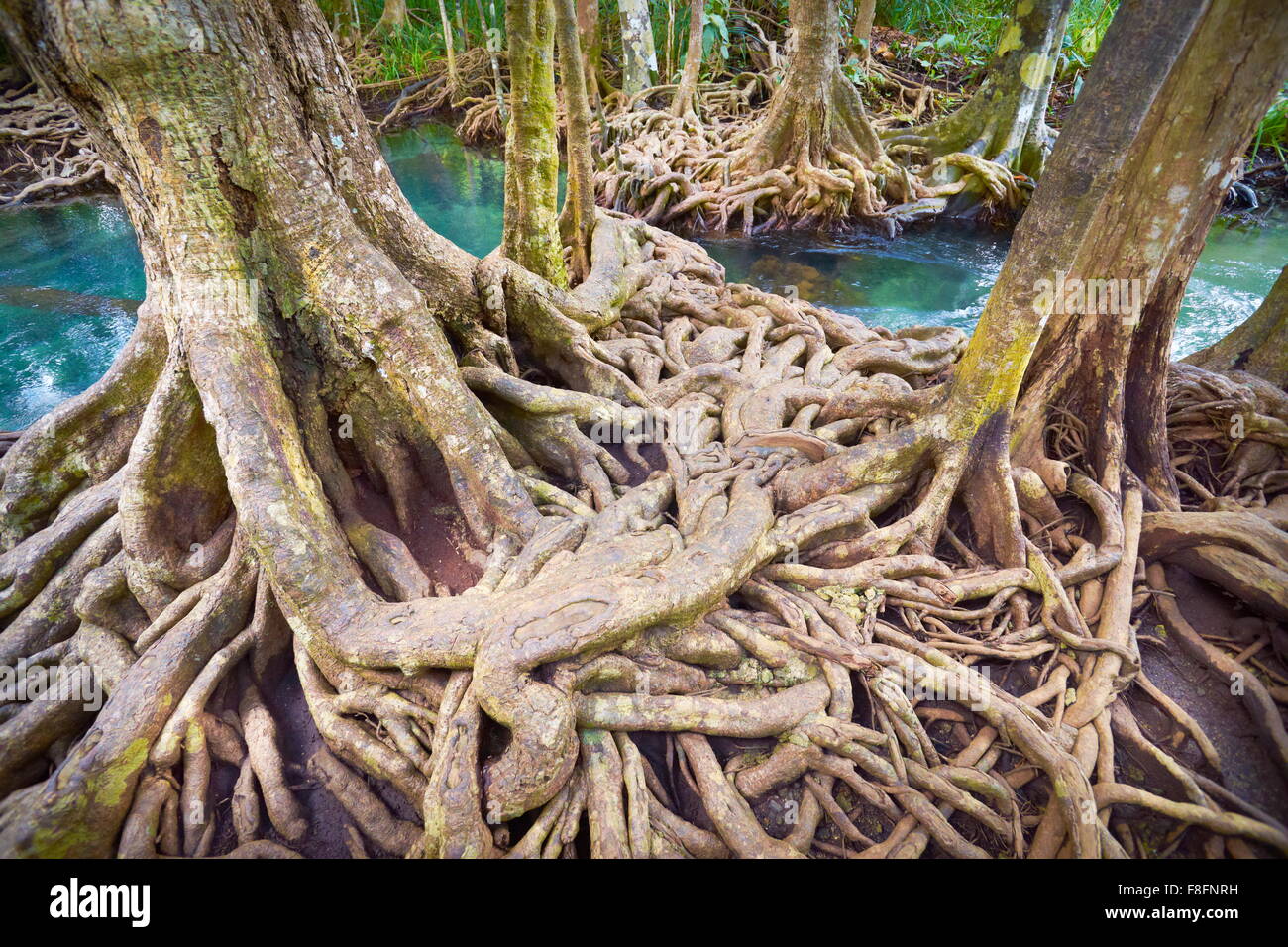 Forêt de mangrove en Thaïlande - Tha Pom Khlong Song Nam National Park Banque D'Images