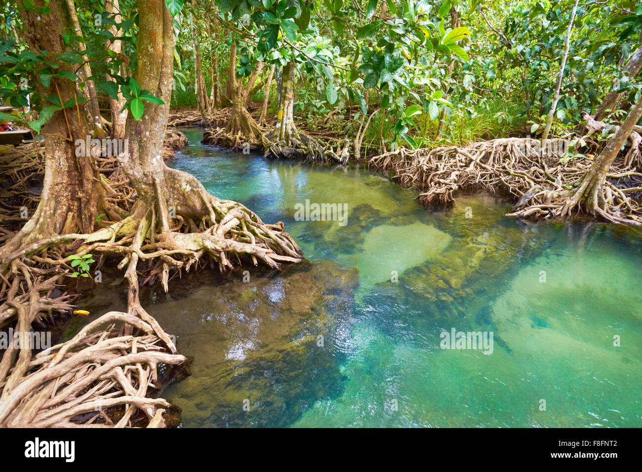 Thaïlande - province de Krabi, les mangroves au Tha Pom Khlong Song Nam National Park Banque D'Images