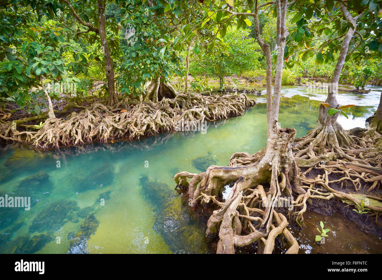 Forêt de mangrove en Thaïlande - Tha Pom Khlong Song Nam National Park Banque D'Images