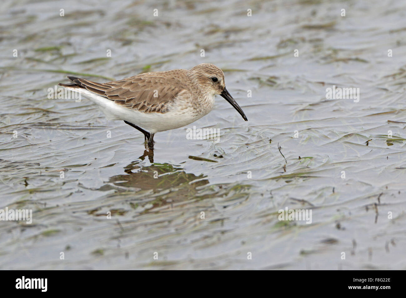 En plumage d'hiver alimentation bécasseau variable dans un marais salant au Portugal Banque D'Images